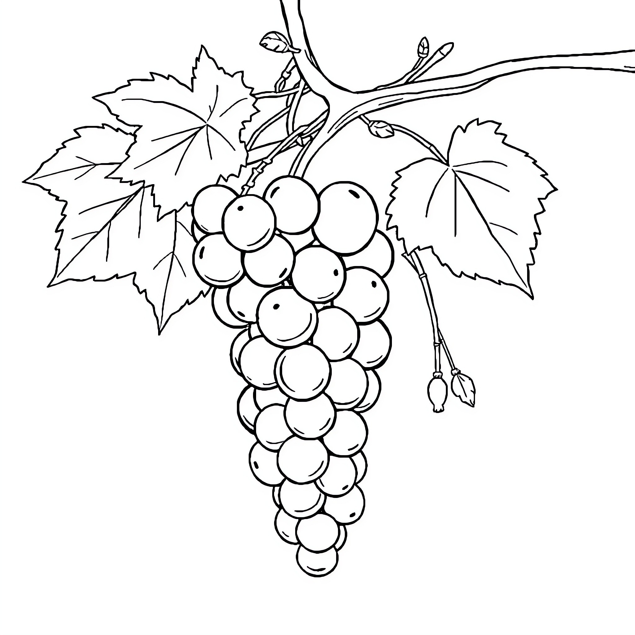 Grape bunch with leaves and vines Coloring Page (free black-and-white line drawing printable PDF for all, from beginners to advanced learners, including children, teens, adults, and seniors)