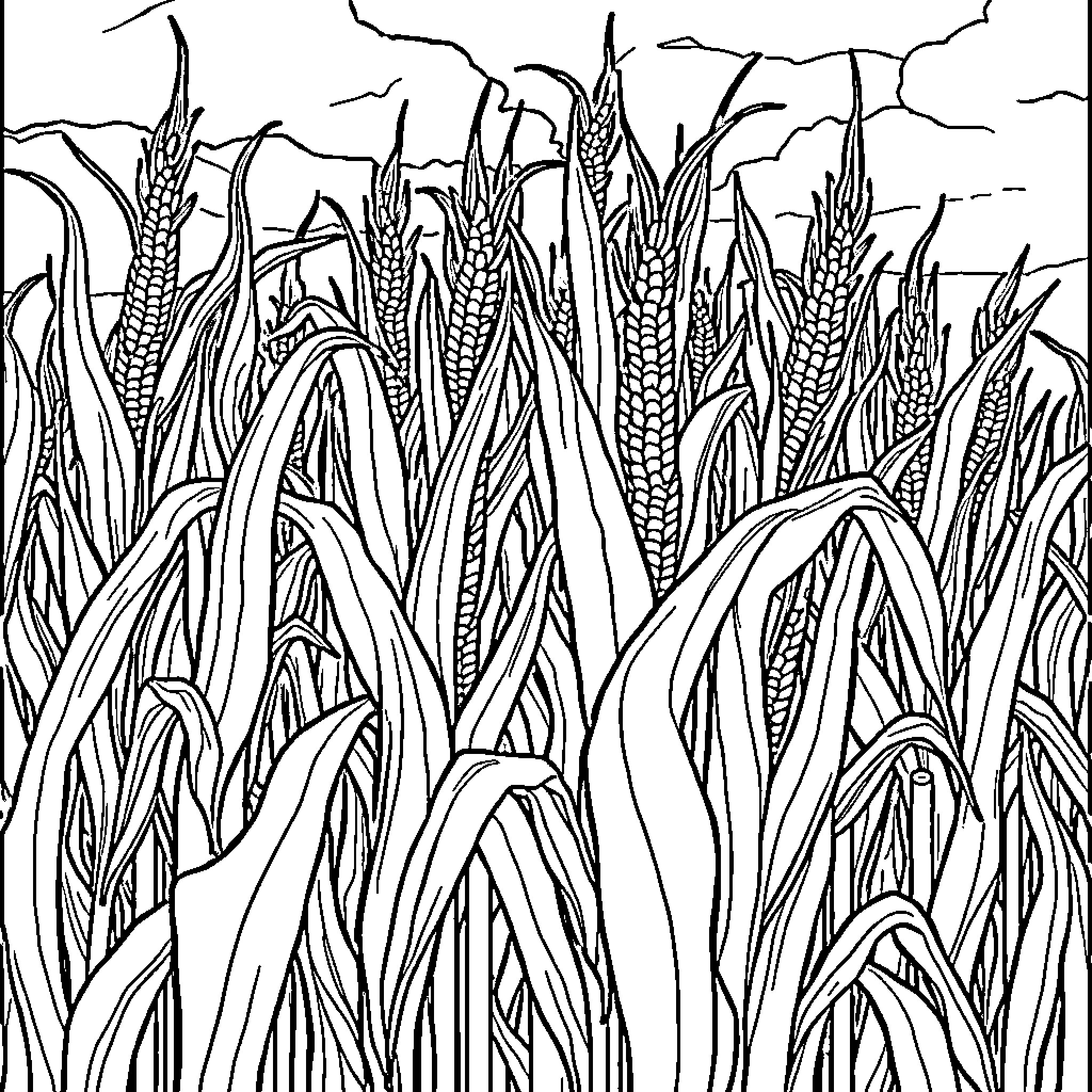 Corn field of mature stalks and wheat Coloring Page (free black-and-white line drawing printable PDF for all, from beginners to advanced learners, including children, teens, adults, and seniors)