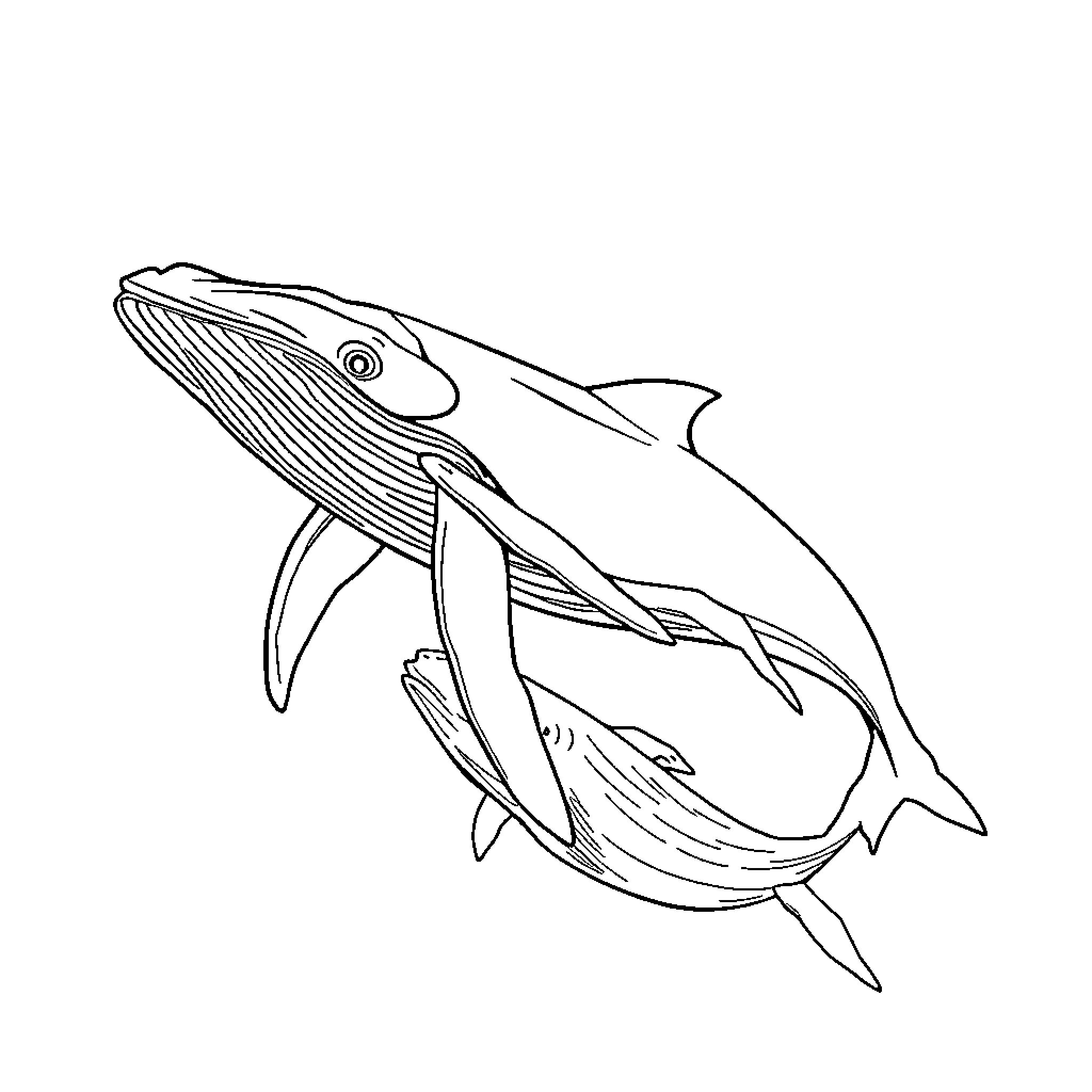 Whale Jumping Out of the Water Coloring Page (free black-and-white line drawing printable PDF for all, from beginners to advanced learners, including children, teens, adults, and seniors)