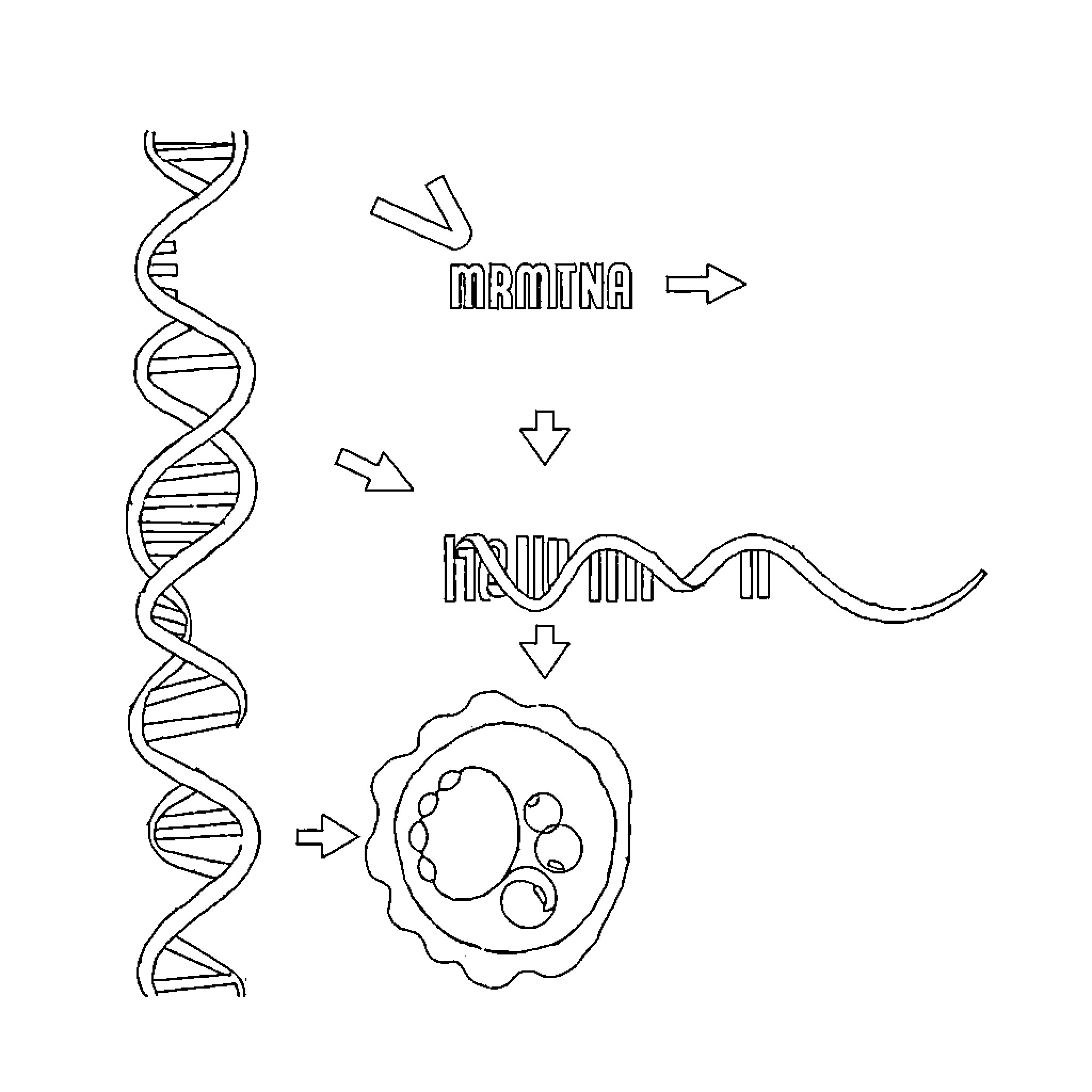 Protein Synthesis Illustration of DNA and Cellular Processes Coloring Page (free black-and-white line drawing printable PDF for all, from beginners to advanced learners, including children, teens, adults, and seniors)