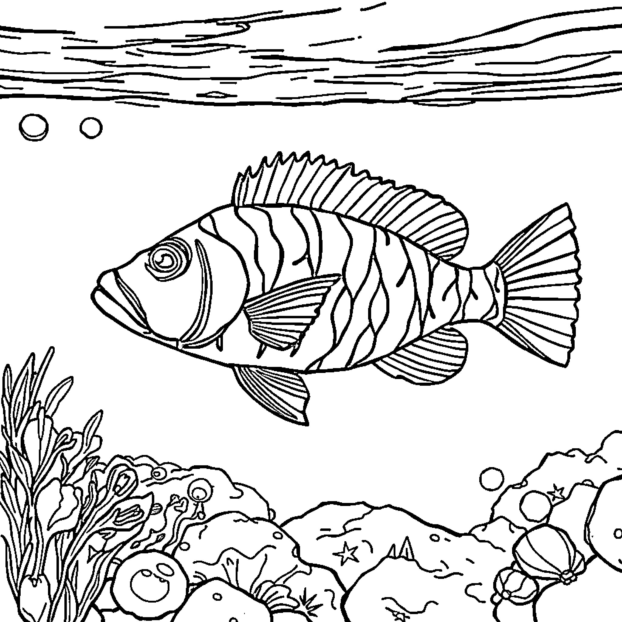 Sheepshead fish swimming in underwater scene Coloring Page (free black-and-white line drawing printable PDF for all, from beginners to advanced learners, including children, teens, adults, and seniors)