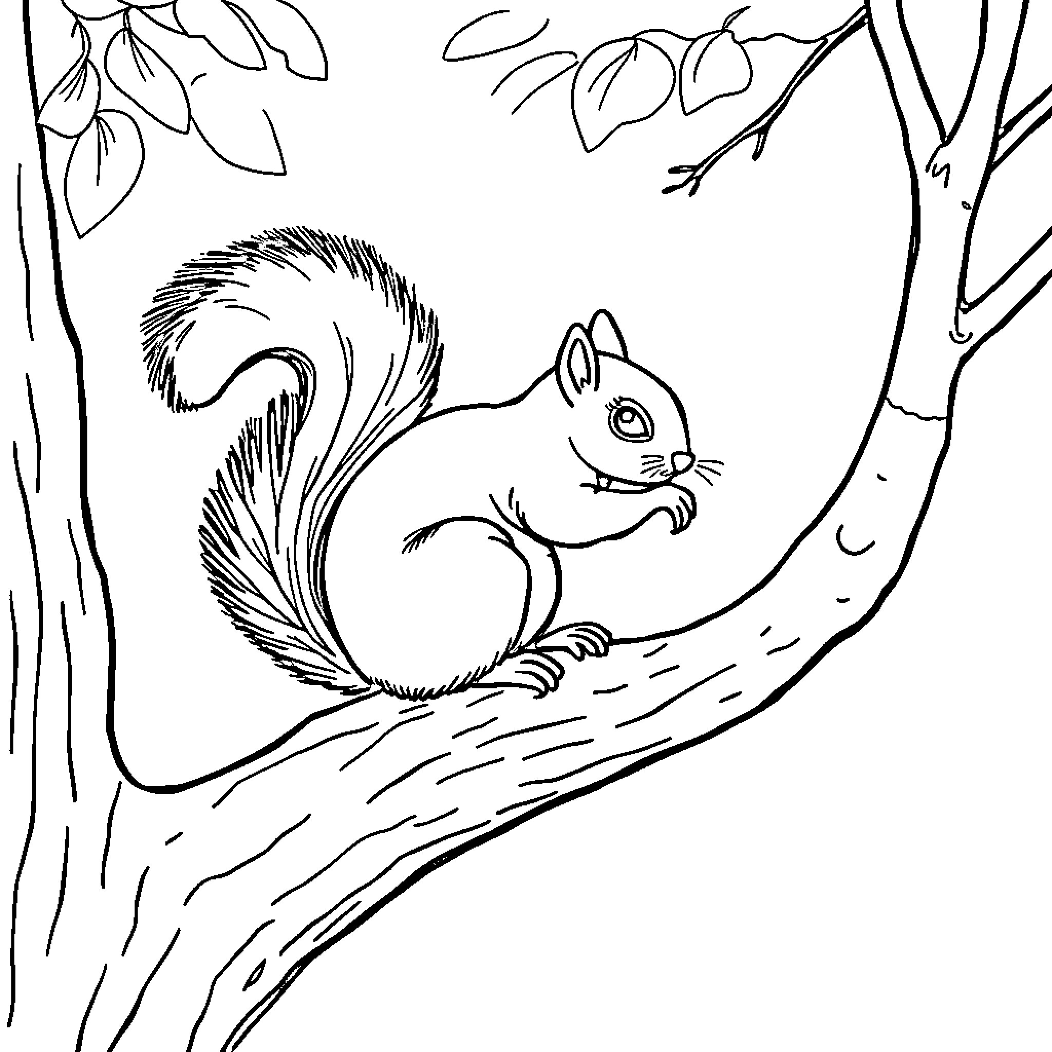 Squirrel perched on tree branch in forest Coloring Page (free black-and-white line drawing printable PDF for all, from beginners to advanced learners, including children, teens, adults, and seniors)