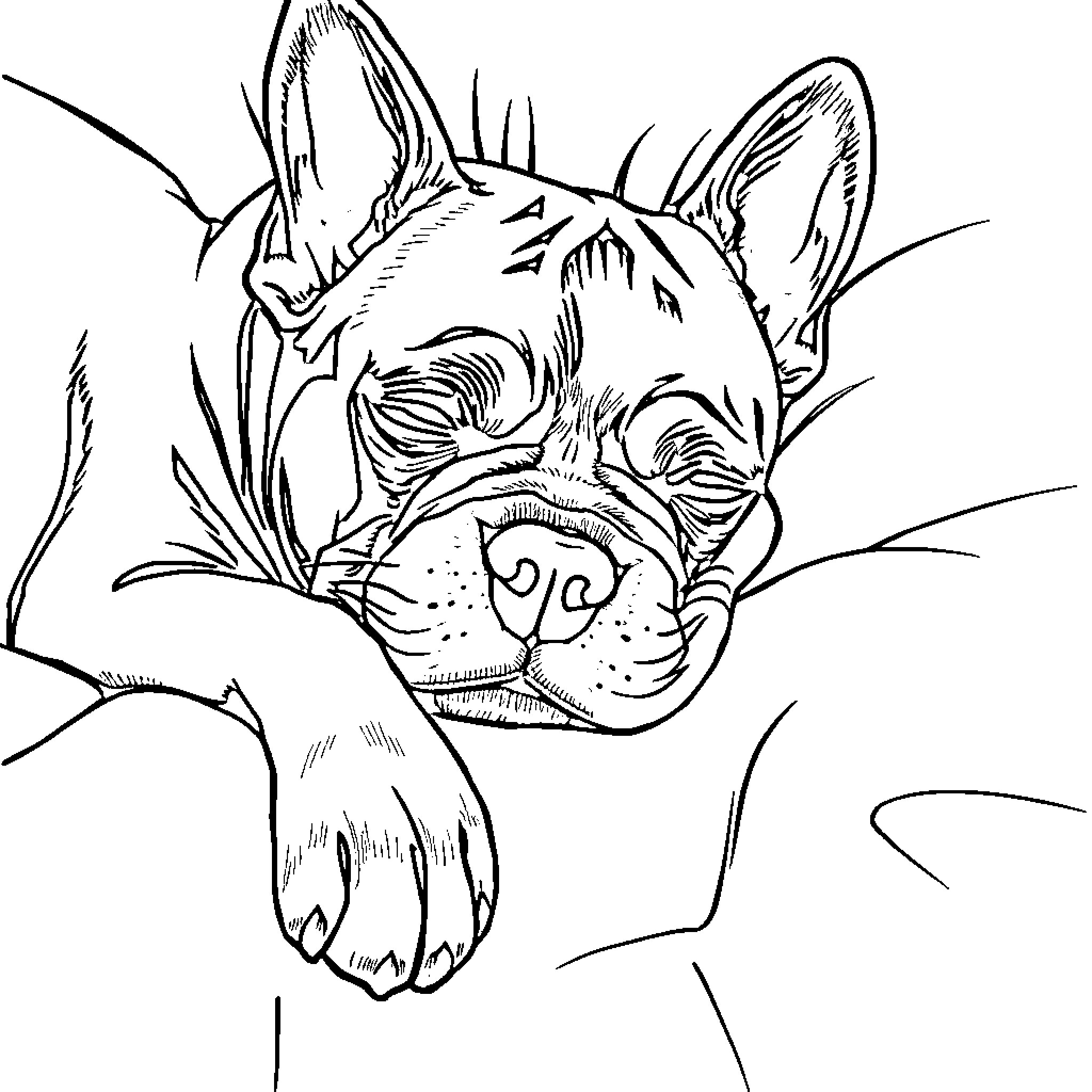 French Bulldog peeking curiously from behind a fence Coloring Page (free black-and-white line drawing printable PDF for all, from beginners to advanced learners, including children, teens, adults, and seniors)