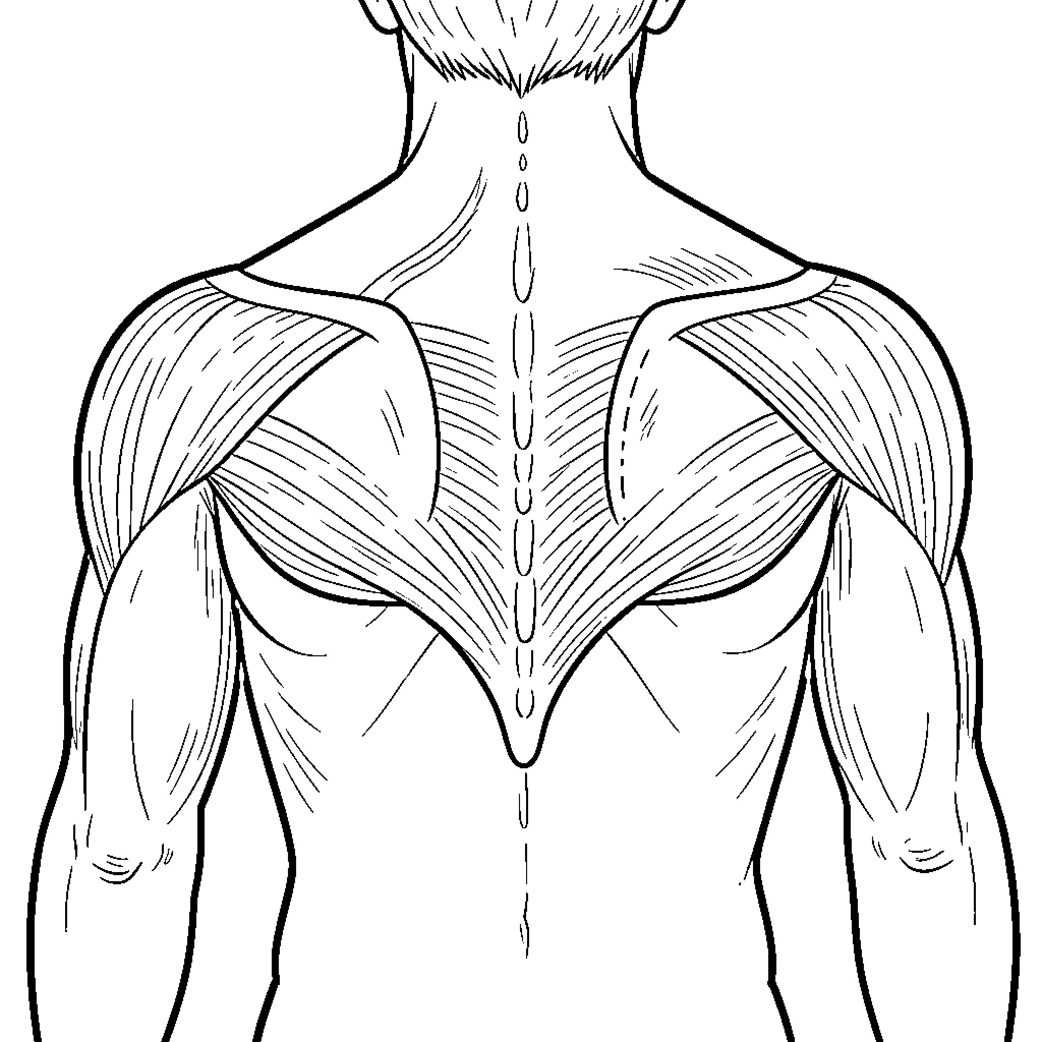Rhomboid Muscle Anatomy Diagram Coloring Page (free black-and-white line drawing printable PDF for all, from beginners to advanced learners, including children, teens, adults, and seniors)