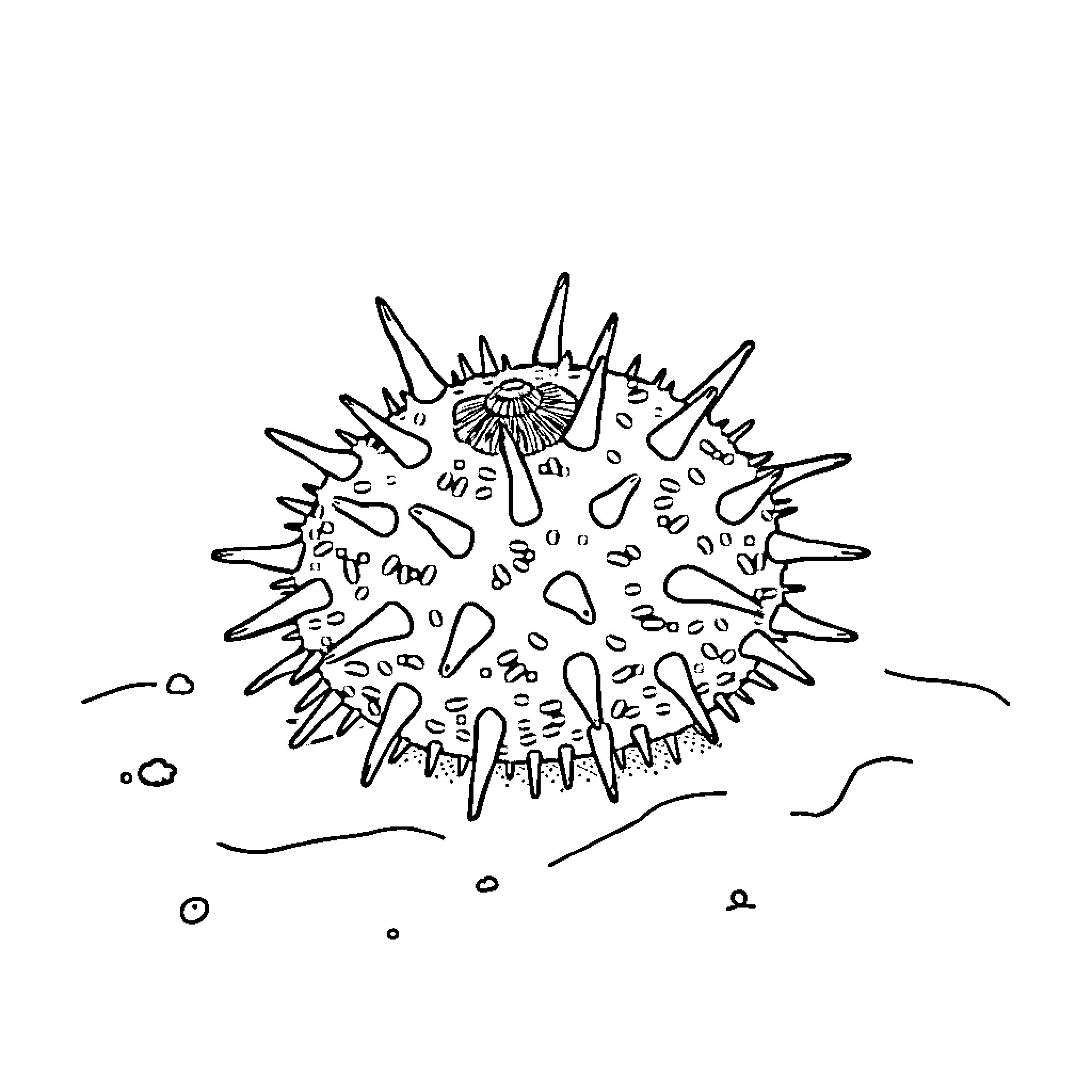 Sea Urchin Floating Underwater Coloring Page (free black-and-white line drawing printable PDF for all, from beginners to advanced learners, including children, teens, adults, and seniors)