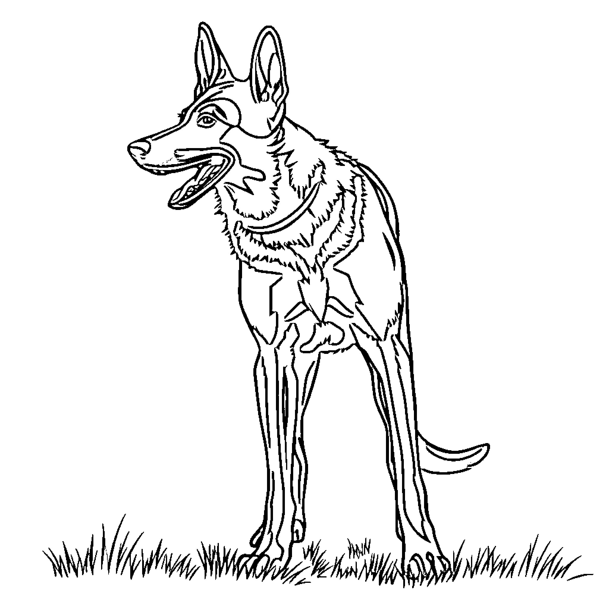 Malinois dog standing attentively in a field Coloring Page (free black-and-white line drawing printable PDF for all, from beginners to advanced learners, including children, teens, adults, and seniors)