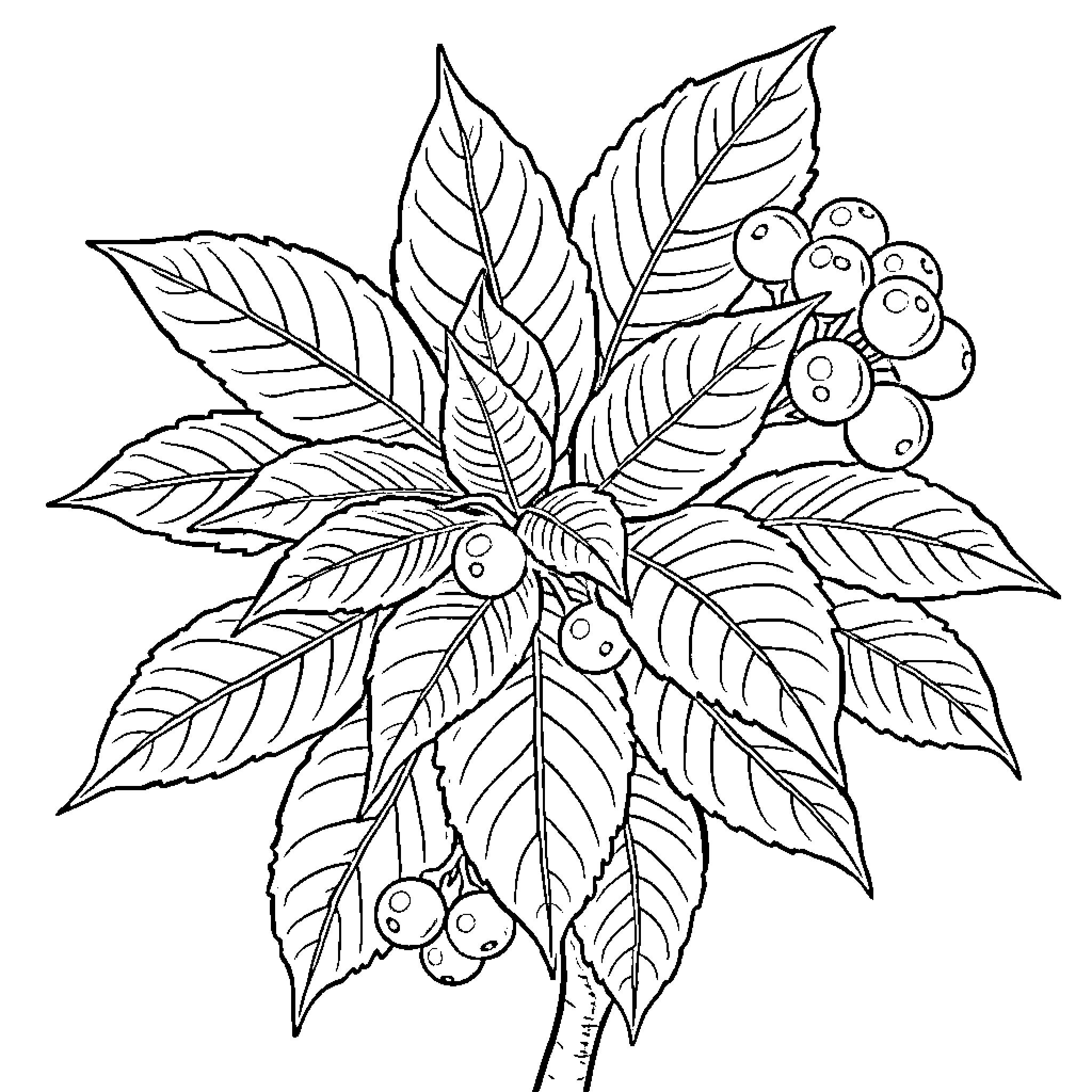 Holly's Intricate Leaf and Berry Design Coloring Page (free black-and-white line drawing printable PDF for all, from beginners to advanced learners, including children, teens, adults, and seniors)