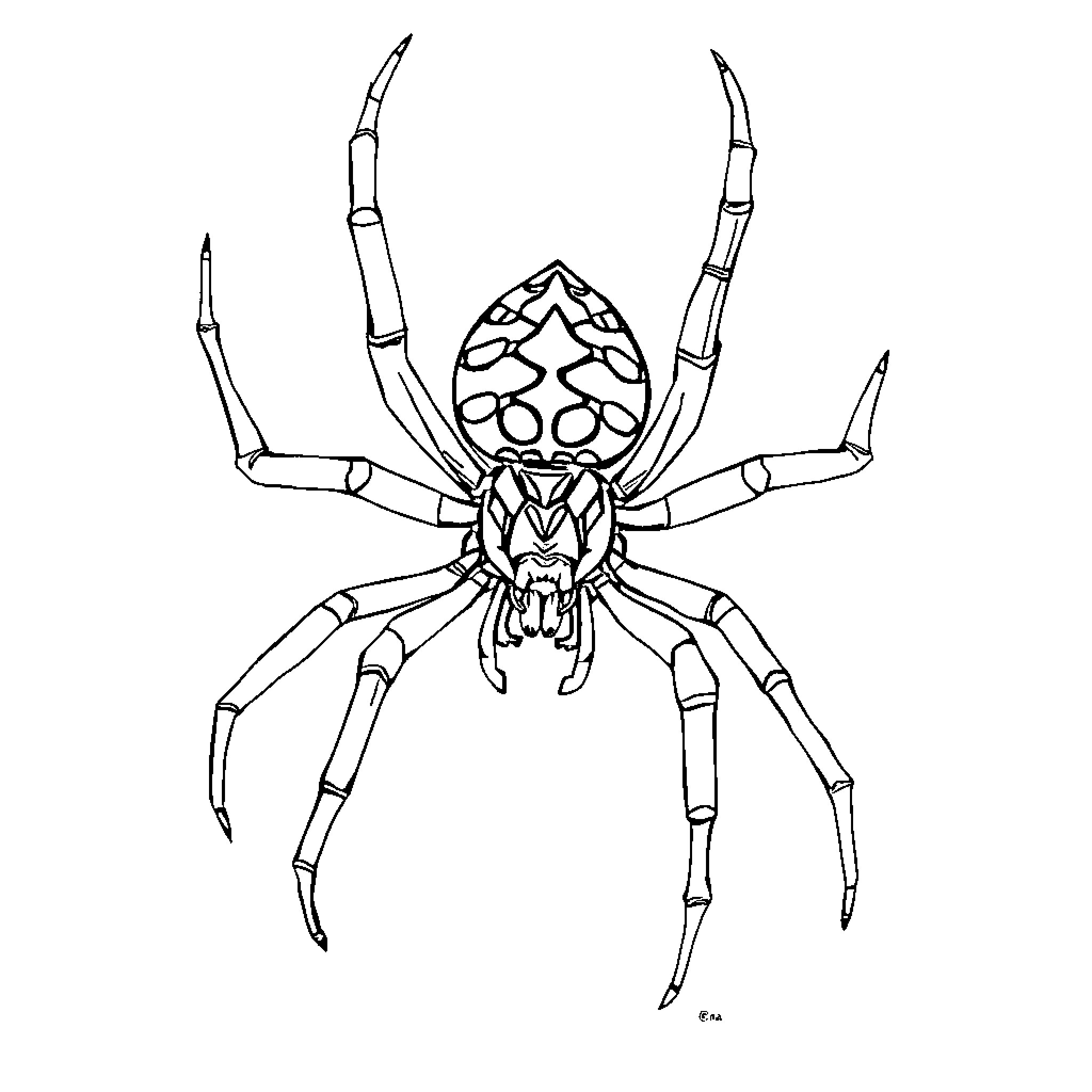 Spider with a unique exoskeleton pattern Coloring Page (free black-and-white line drawing printable PDF for all, from beginners to advanced learners, including children, teens, adults, and seniors)