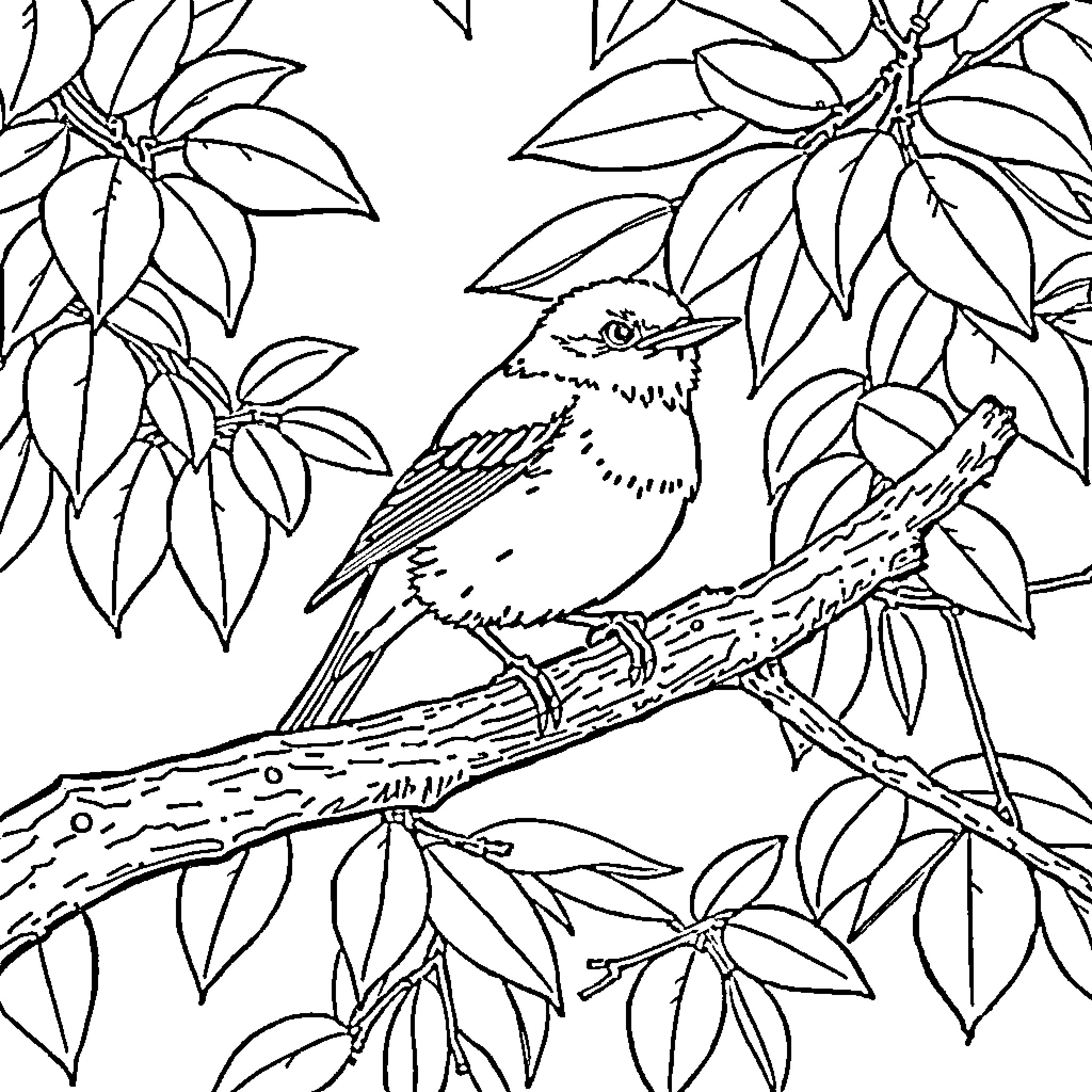 Bird perched on tree branch in natural setting Coloring Page (free black-and-white line drawing printable PDF for all, from beginners to advanced learners, including children, teens, adults, and seniors)