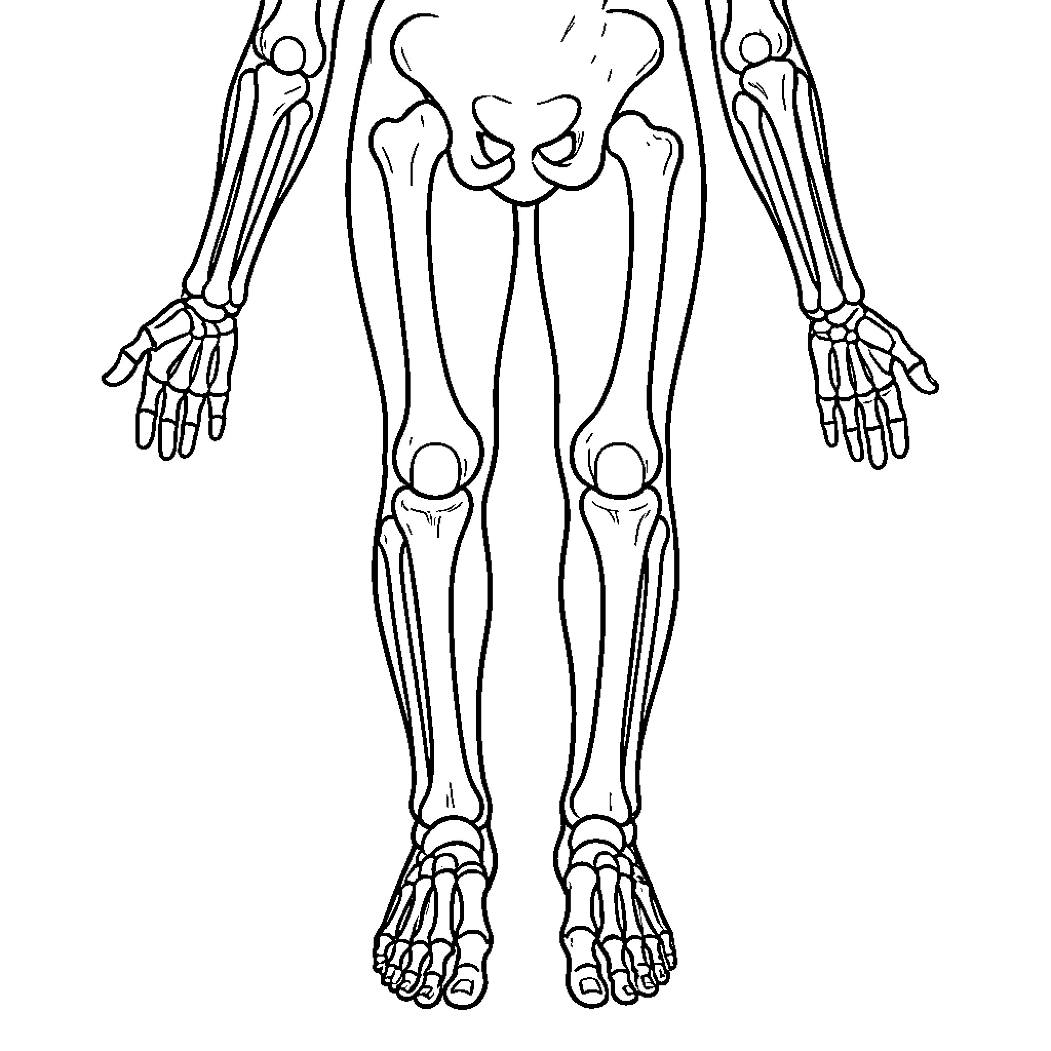 Bone anatomy diagram illustration Coloring Page (free black-and-white line drawing printable PDF for all, from beginners to advanced learners, including children, teens, adults, and seniors)
