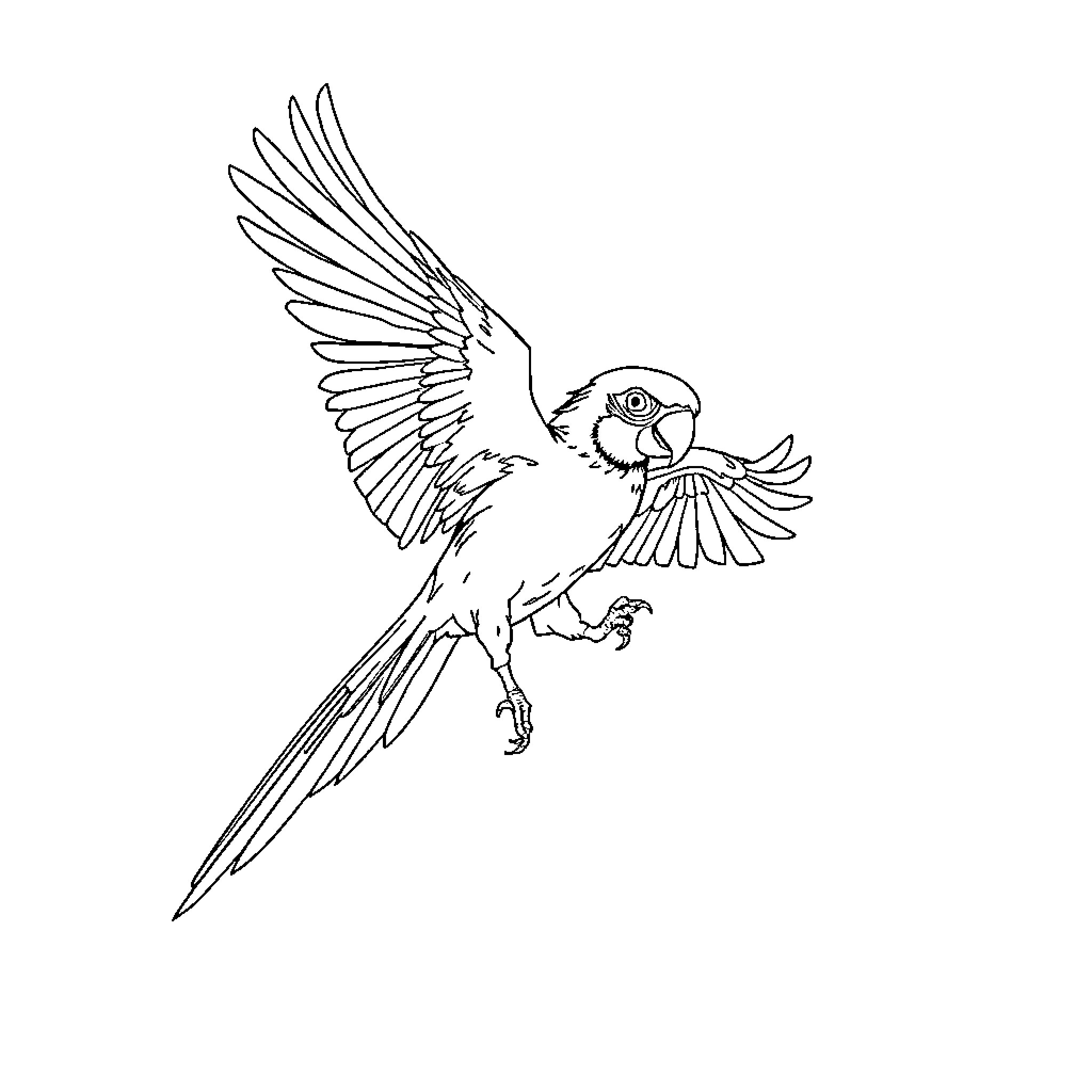 Parrot in mid-flight with wings spread Coloring Page (free black-and-white line drawing printable PDF for all, from beginners to advanced learners, including children, teens, adults, and seniors)