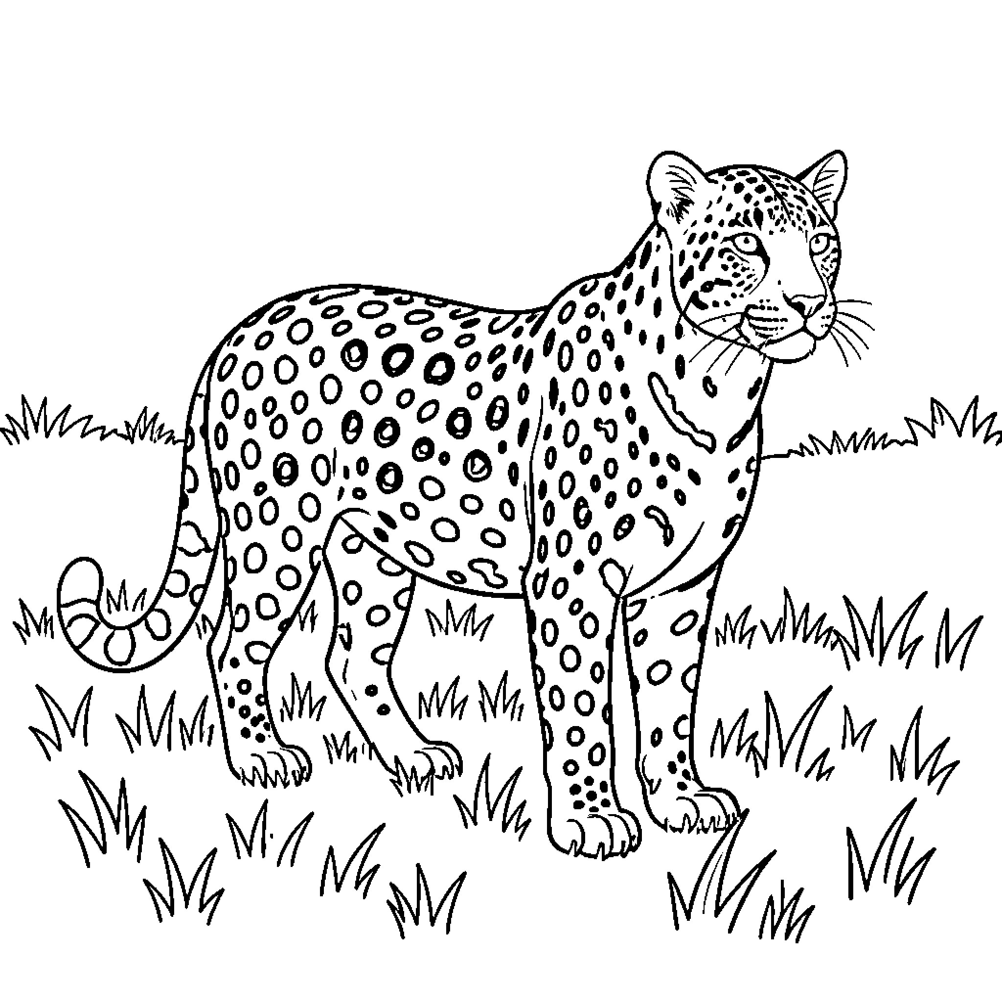 Leopard prowling cautiously through the wild Coloring Page (free black-and-white line drawing printable PDF for all, from beginners to advanced learners, including children, teens, adults, and seniors)