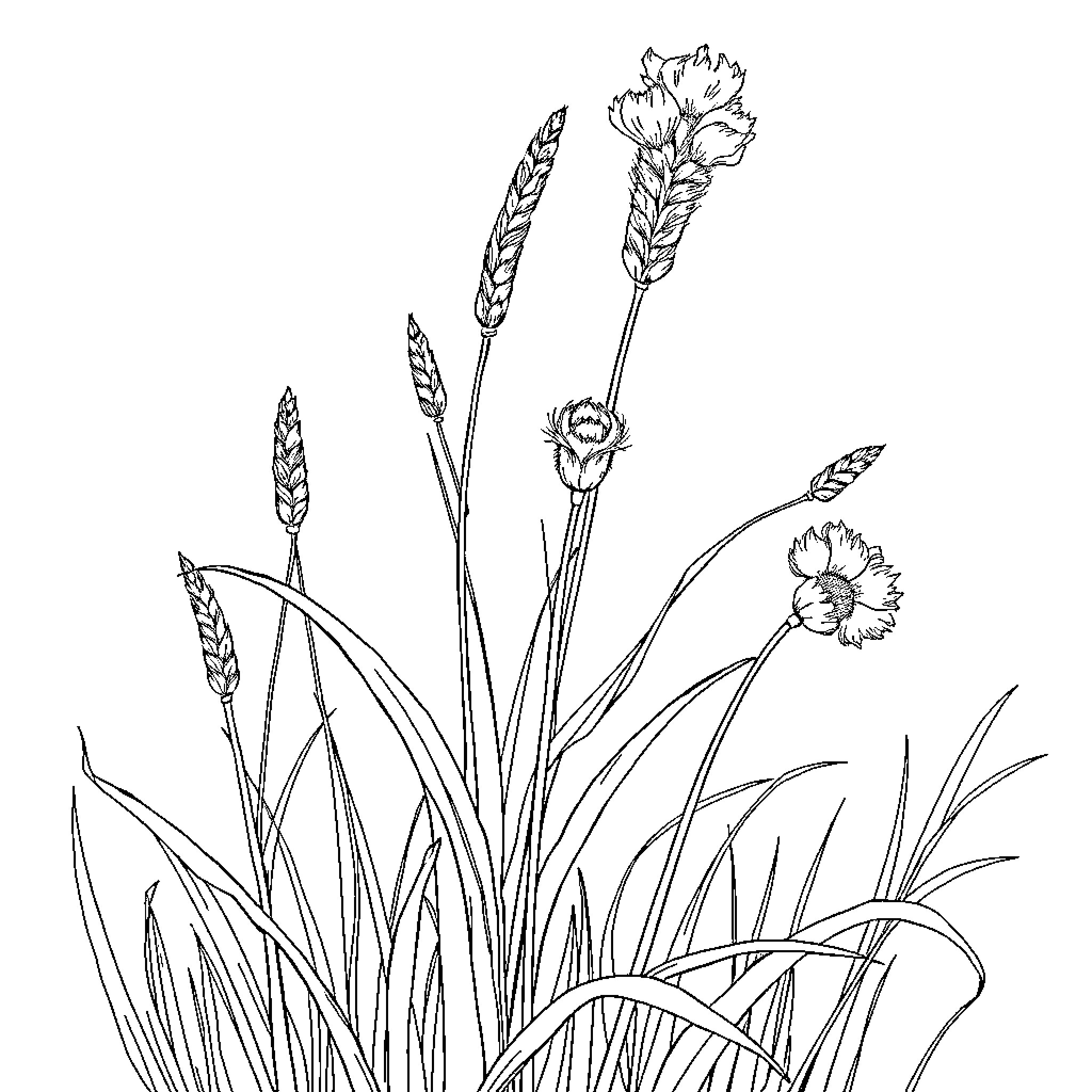 Bromus tectorum: Detailed Botanical Illustration Coloring Page (free black-and-white line drawing printable PDF for all, from beginners to advanced learners, including children, teens, adults, and seniors)