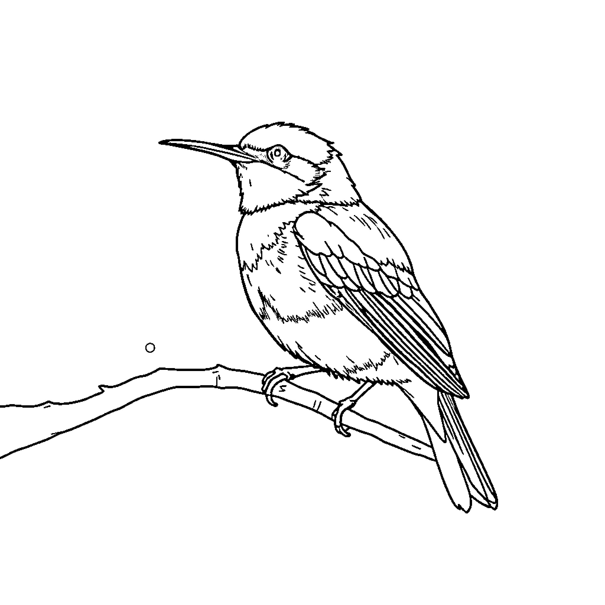 Rosalie the Perched Kingfisher Coloring Page (free black-and-white line drawing printable PDF for all, from beginners to advanced learners, including children, teens, adults, and seniors)