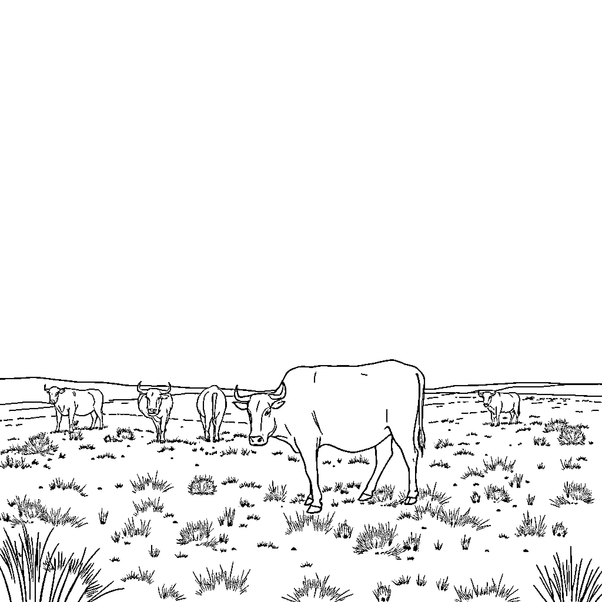 Cattle grazing peacefully in the meadow Coloring Page (free black-and-white line drawing printable PDF for all, from beginners to advanced learners, including children, teens, adults, and seniors)