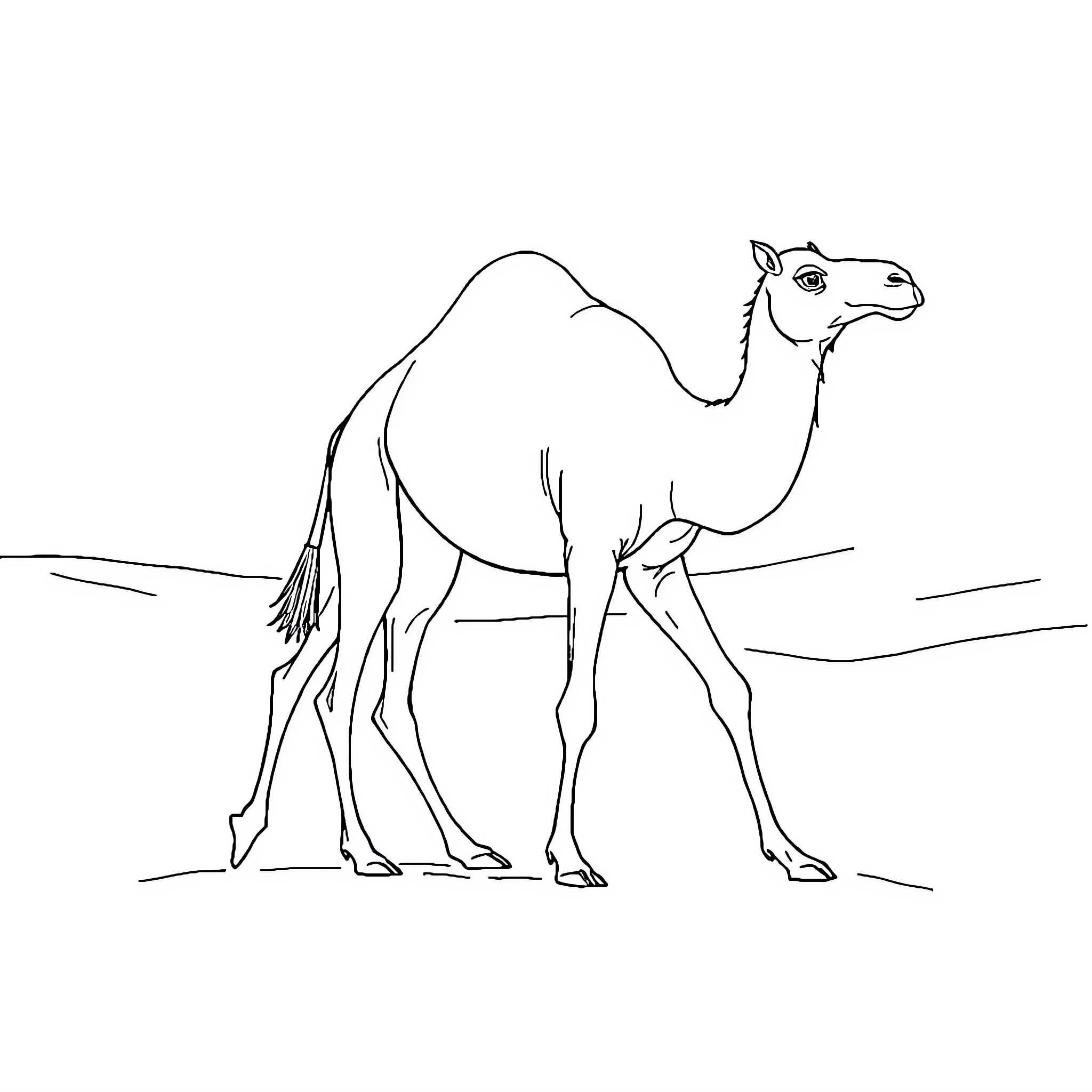 Camel walking through a desert landscape Coloring Page (free black-and-white line drawing printable PDF for all, from beginners to advanced learners, including children, teens, adults, and seniors)