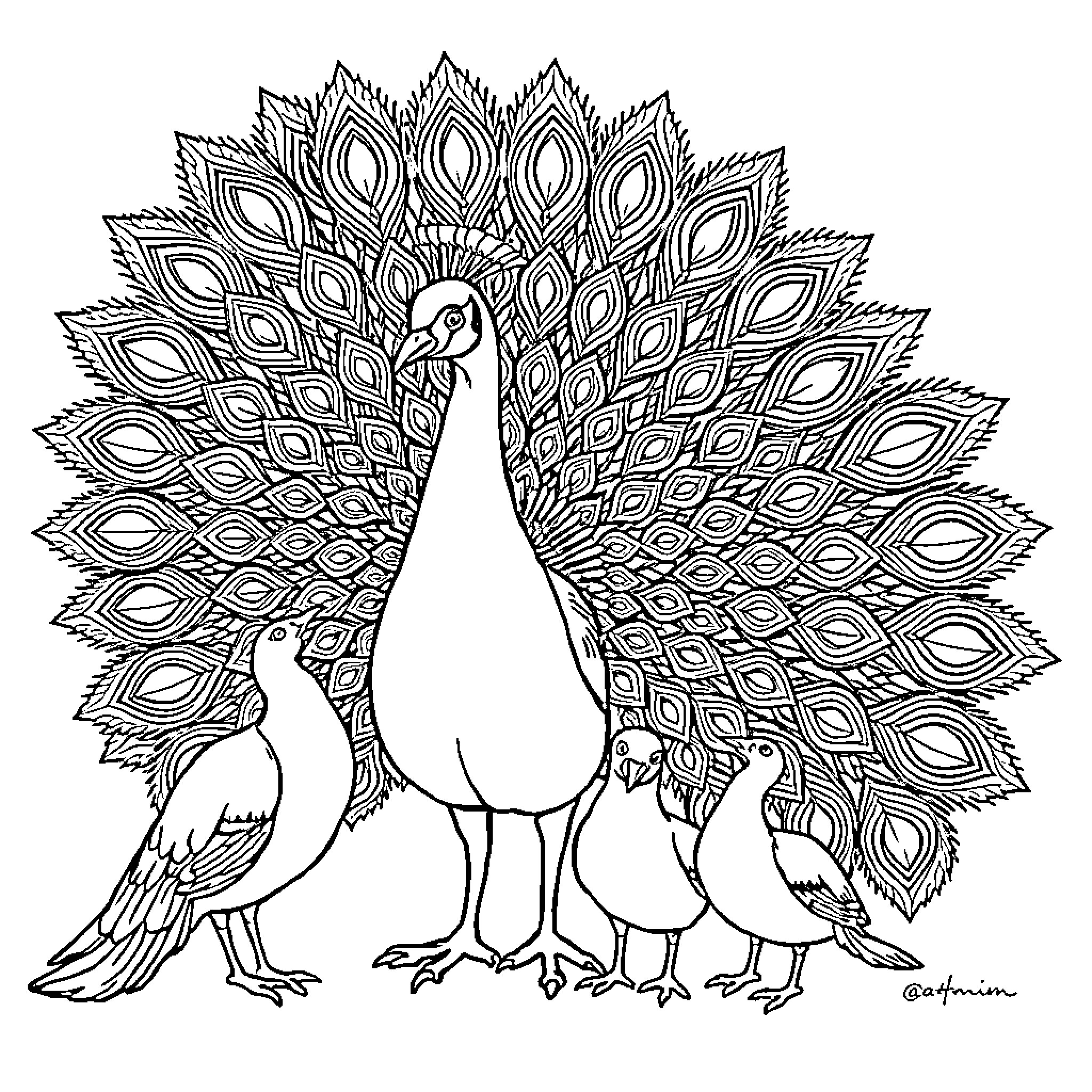 Peacock and Chicks in Ornate Display Coloring Page (free black-and-white line drawing printable PDF for all, from beginners to advanced learners, including children, teens, adults, and seniors)