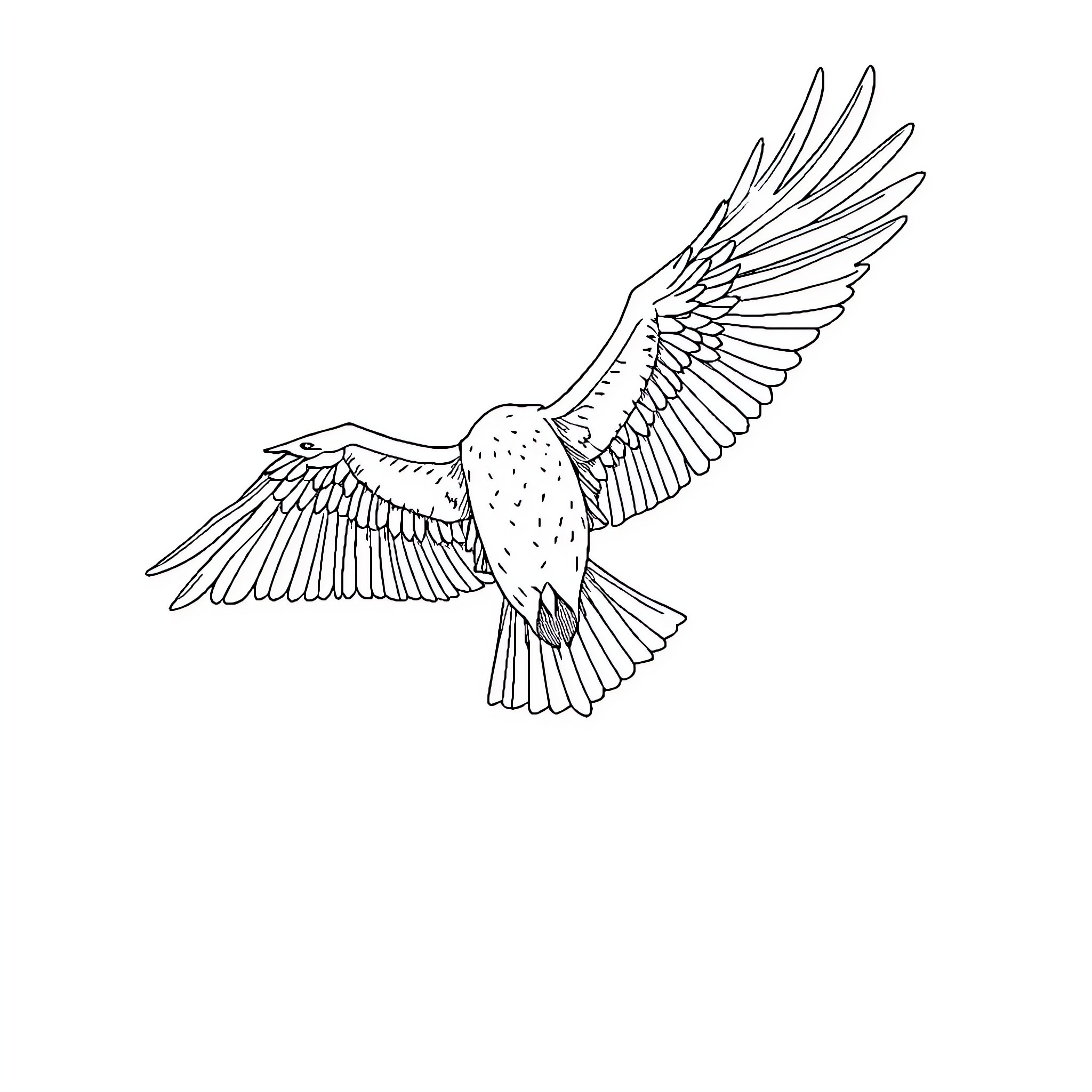 Peregrine Falcon soaring with outstretched wings Coloring Page (free black-and-white line drawing printable PDF for all, from beginners to advanced learners, including children, teens, adults, and seniors)