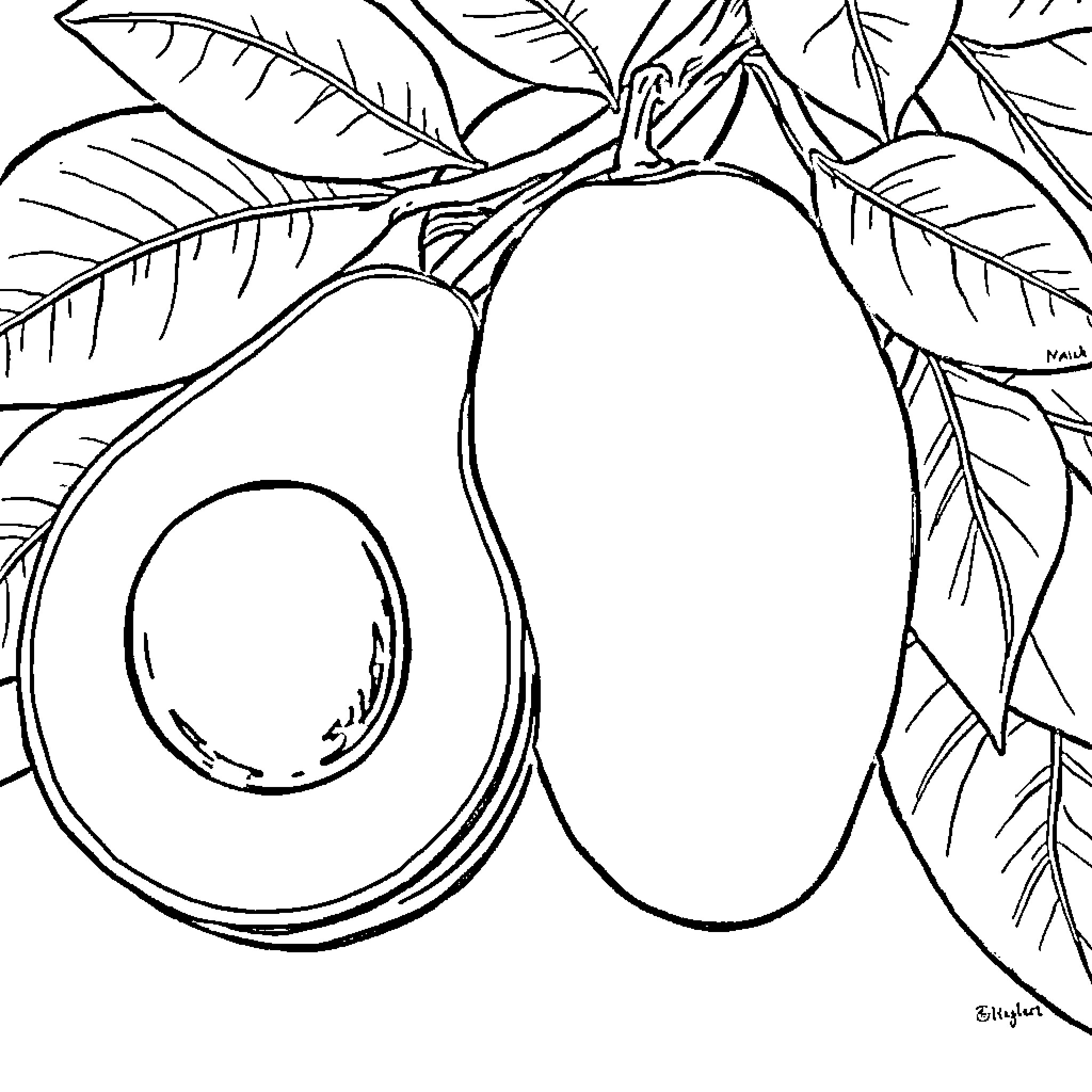 Avocado growing on the branch Coloring Page (free black-and-white line drawing printable PDF for all, from beginners to advanced learners, including children, teens, adults, and seniors)