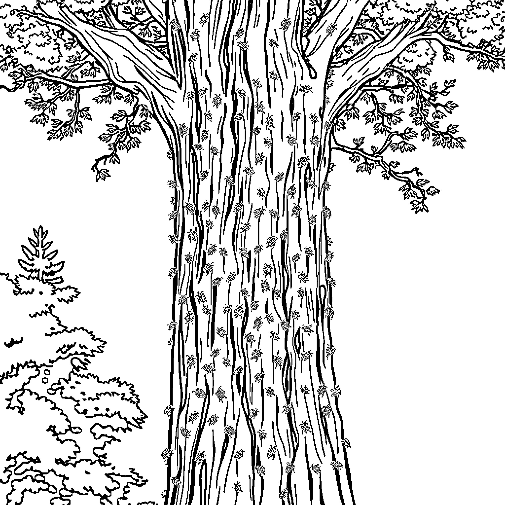 Tree with Intricate Bark and Foliage Coloring Page (free black-and-white line drawing printable PDF for all, from beginners to advanced learners, including children, teens, adults, and seniors)