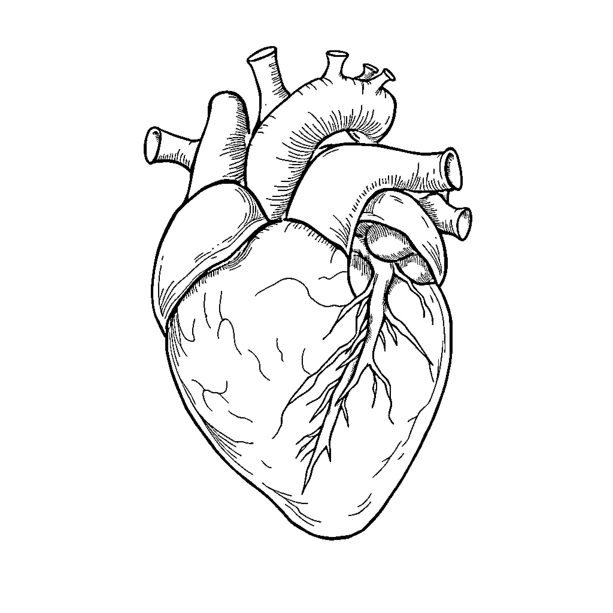Heart Anatomical Illustration Coloring Page (free black-and-white line drawing printable PDF for all, from beginners to advanced learners, including children, teens, adults, and seniors)