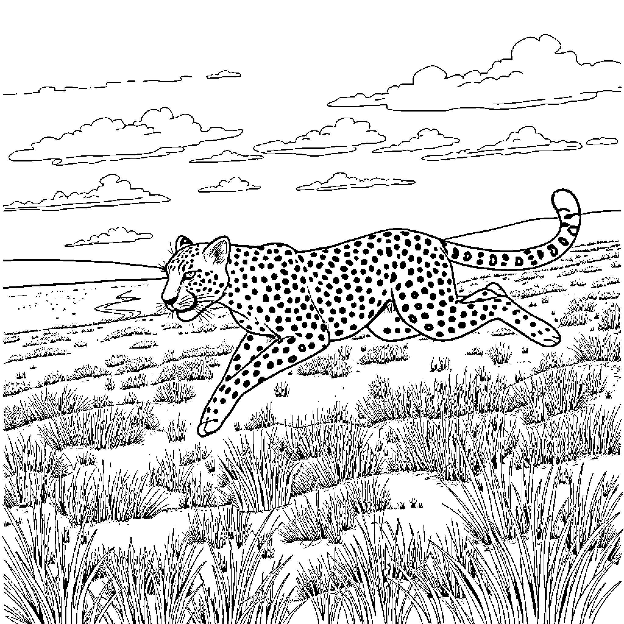 Cheetah running swiftly across grassy plains Coloring Page (free black-and-white line drawing printable PDF for all, from beginners to advanced learners, including children, teens, adults, and seniors)