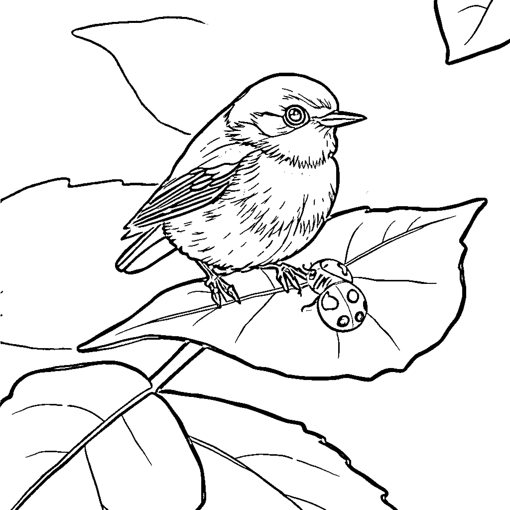 Robin perched on a branch observing a ladybug Coloring Page (free black-and-white line drawing printable PDF for all, from beginners to advanced learners, including children, teens, adults, and seniors)
