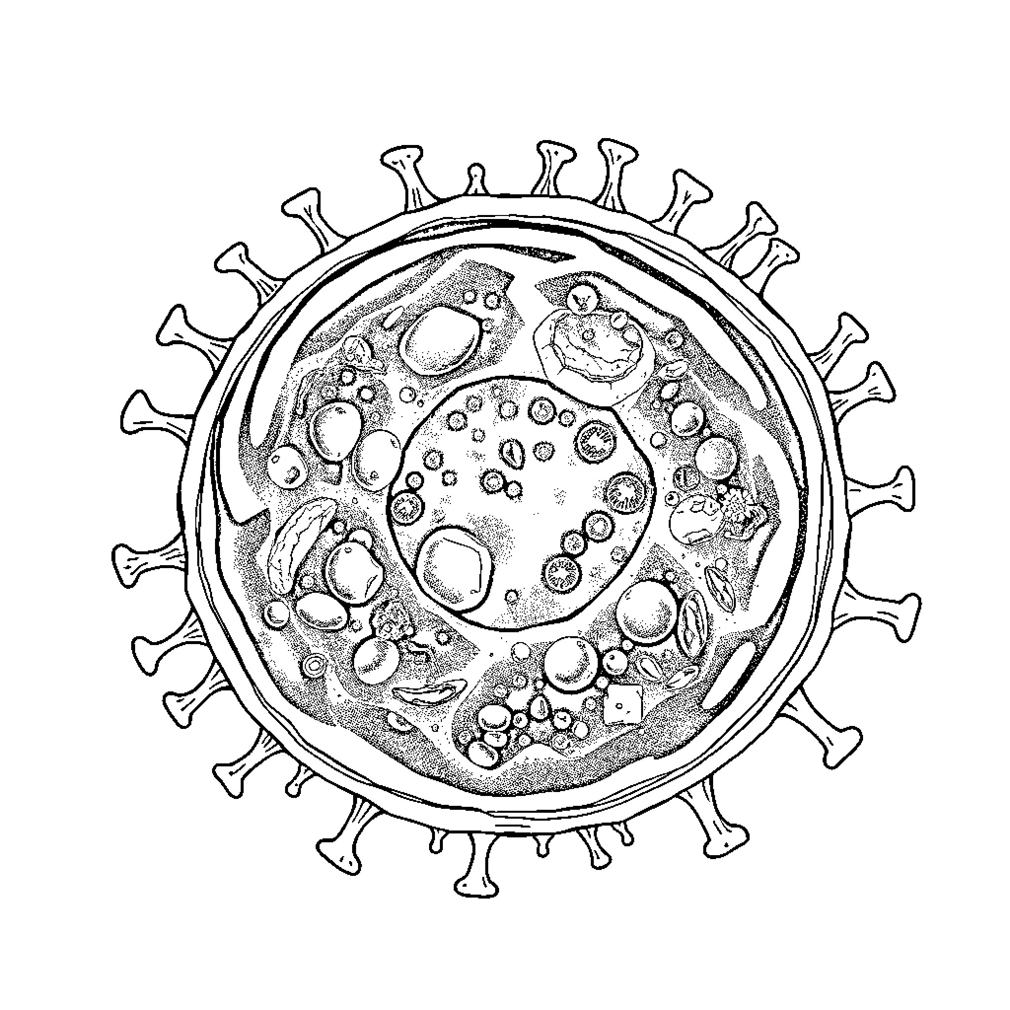 Bacteria under microscopic examination Coloring Page (free black-and-white line drawing printable PDF for all, from beginners to advanced learners, including children, teens, adults, and seniors)