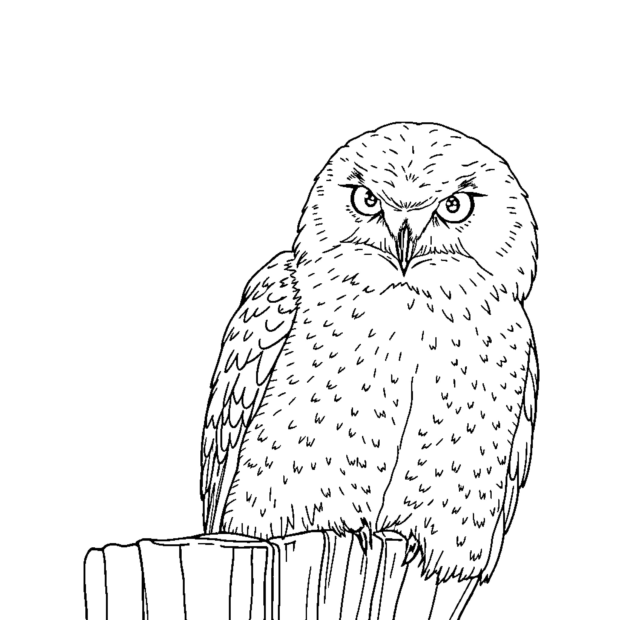 Hedwig the Owl Perched and Vigilant Coloring Page (free black-and-white line drawing printable PDF for all, from beginners to advanced learners, including children, teens, adults, and seniors)