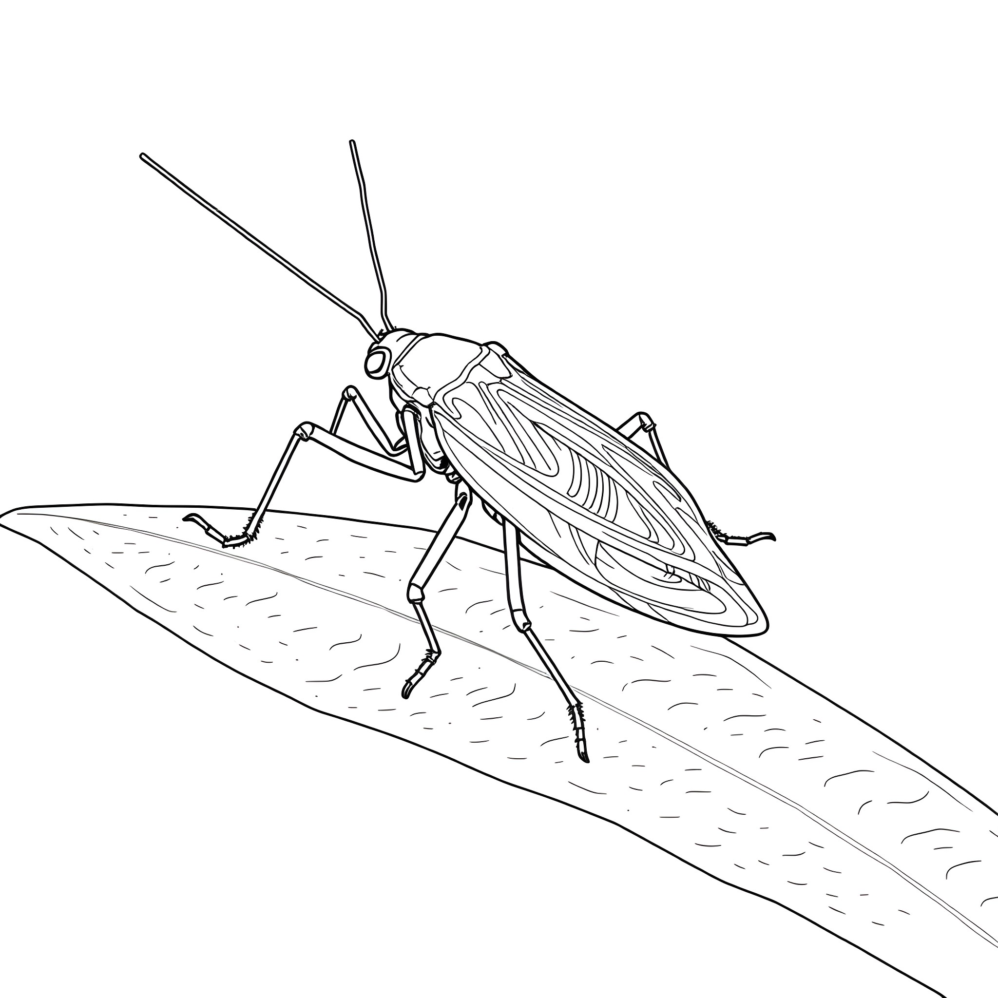 Katydid perched on a leaf Coloring Page (free black-and-white line drawing printable PDF for all, from beginners to advanced learners, including children, teens, adults, and seniors)