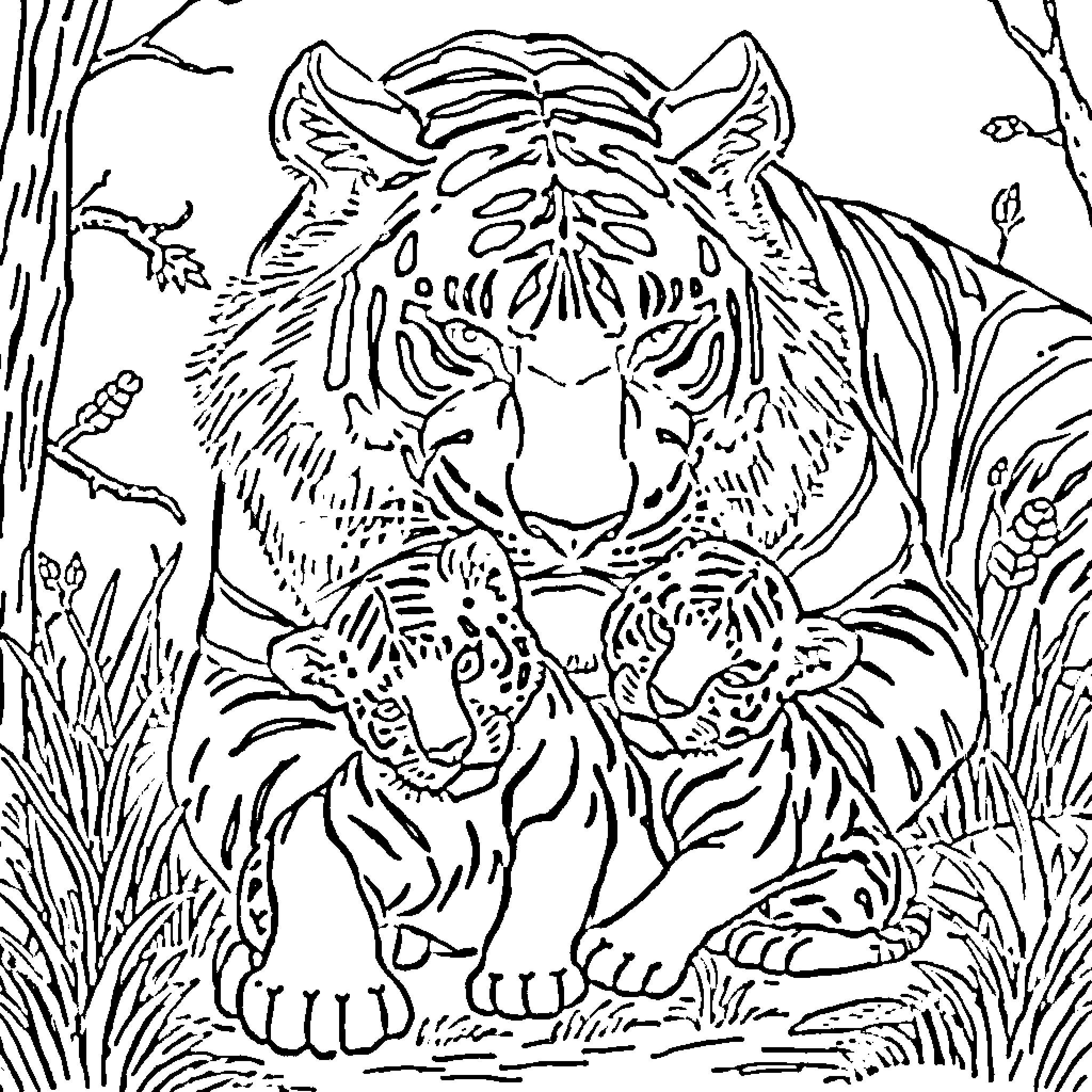 Tiger guarding its cubs in the wilderness Coloring Page (free black-and-white line drawing printable PDF for all, from beginners to advanced learners, including children, teens, adults, and seniors)