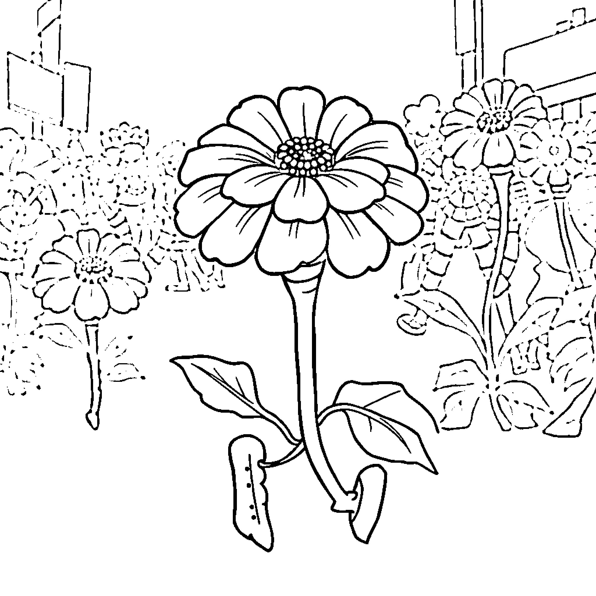 Marigold flowers blooming in a garden Coloring Page (free black-and-white line drawing printable PDF for all, from beginners to advanced learners, including children, teens, adults, and seniors)