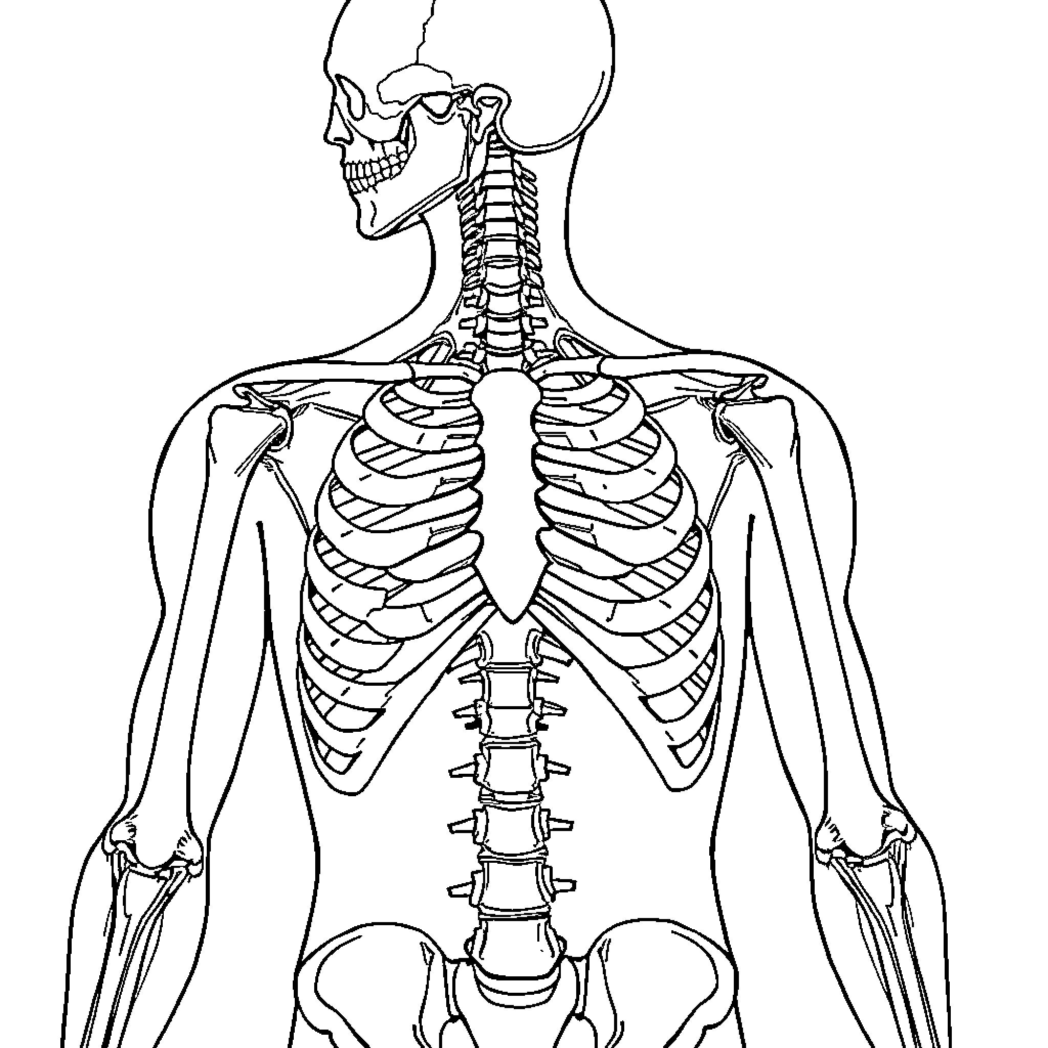 Anatomy of Human Skeletal Structure Coloring Page (free black-and-white line drawing printable PDF for all, from beginners to advanced learners, including children, teens, adults, and seniors)