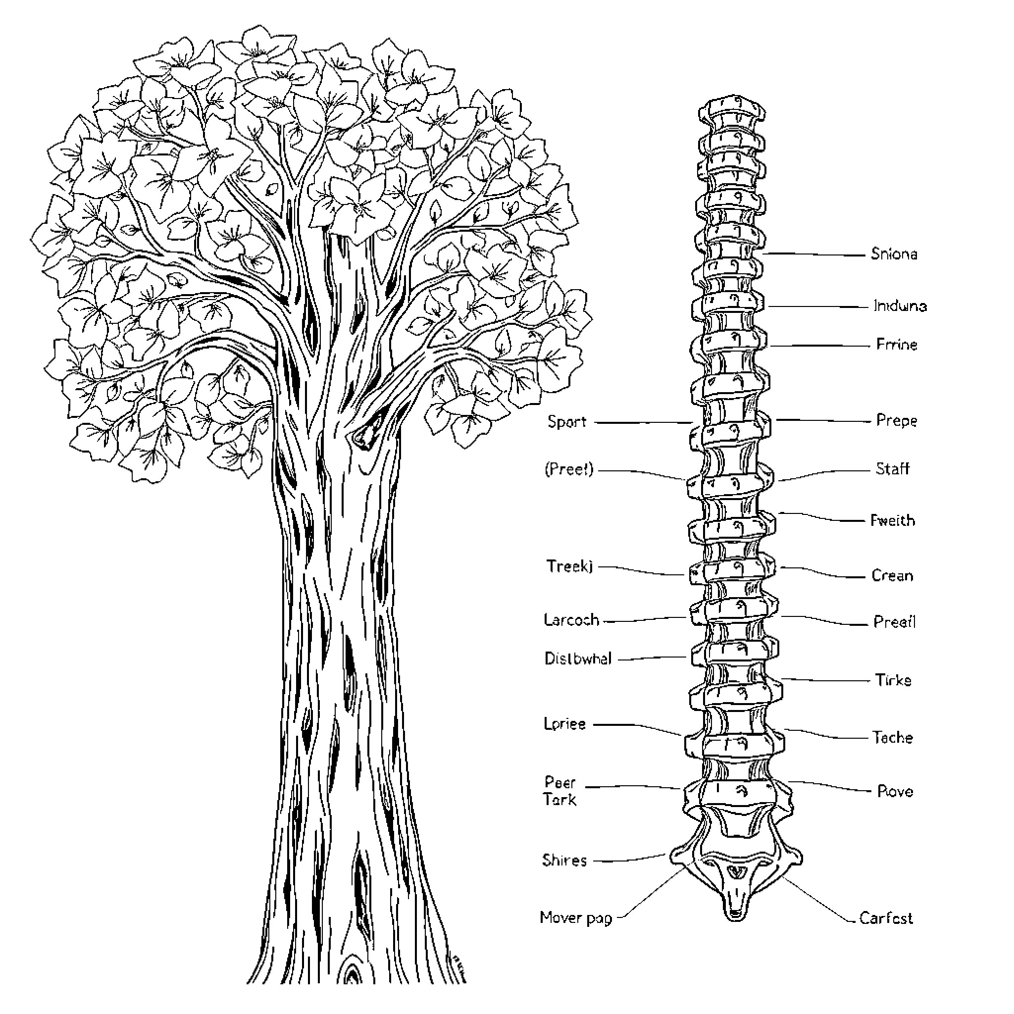 Trunk with intricate anatomical features Coloring Page (free black-and-white line drawing printable PDF for all, from beginners to advanced learners, including children, teens, adults, and seniors)