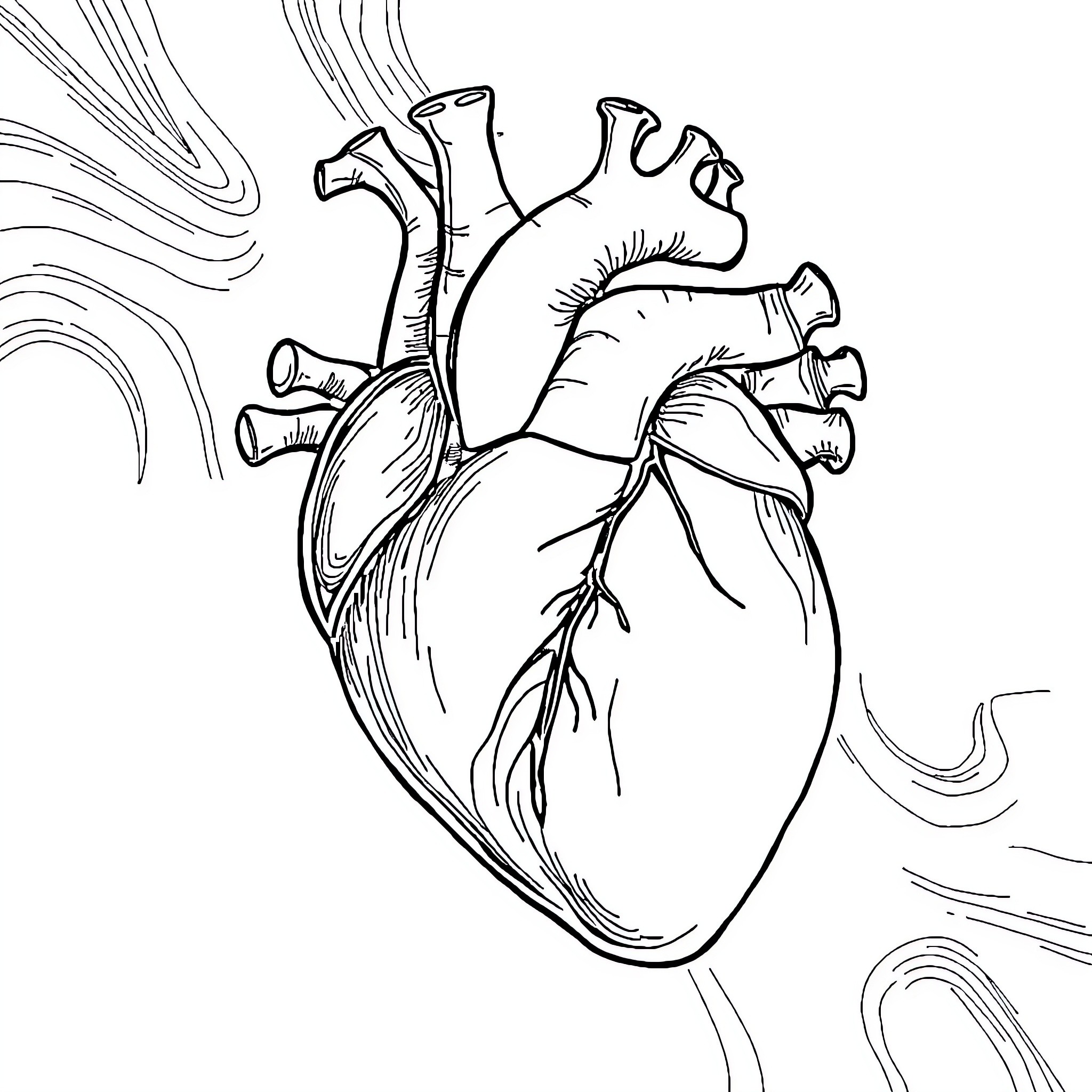 Heart Anatomy Illustration Coloring Page (free black-and-white line drawing printable PDF for all, from beginners to advanced learners, including children, teens, adults, and seniors)