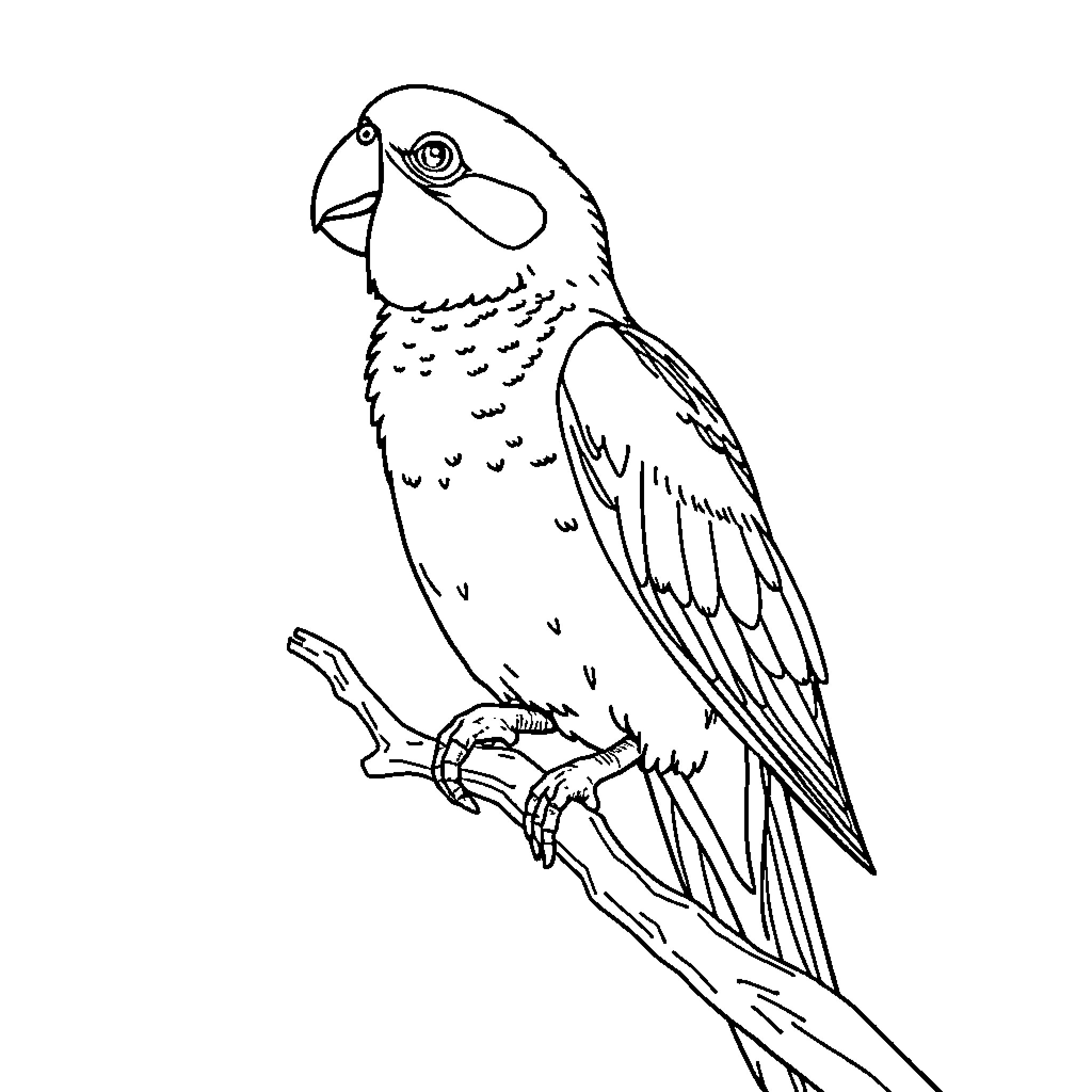 Parakeet perched on branch Coloring Page (free black-and-white line drawing printable PDF for all, from beginners to advanced learners, including children, teens, adults, and seniors)