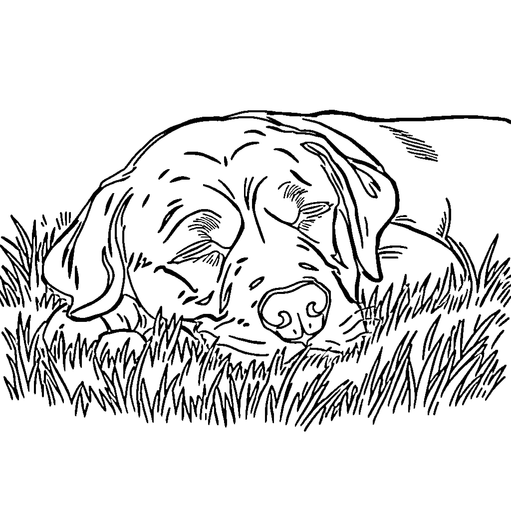 Labrador relaxing in grassy field Coloring Page (free black-and-white line drawing printable PDF for all, from beginners to advanced learners, including children, teens, adults, and seniors)
