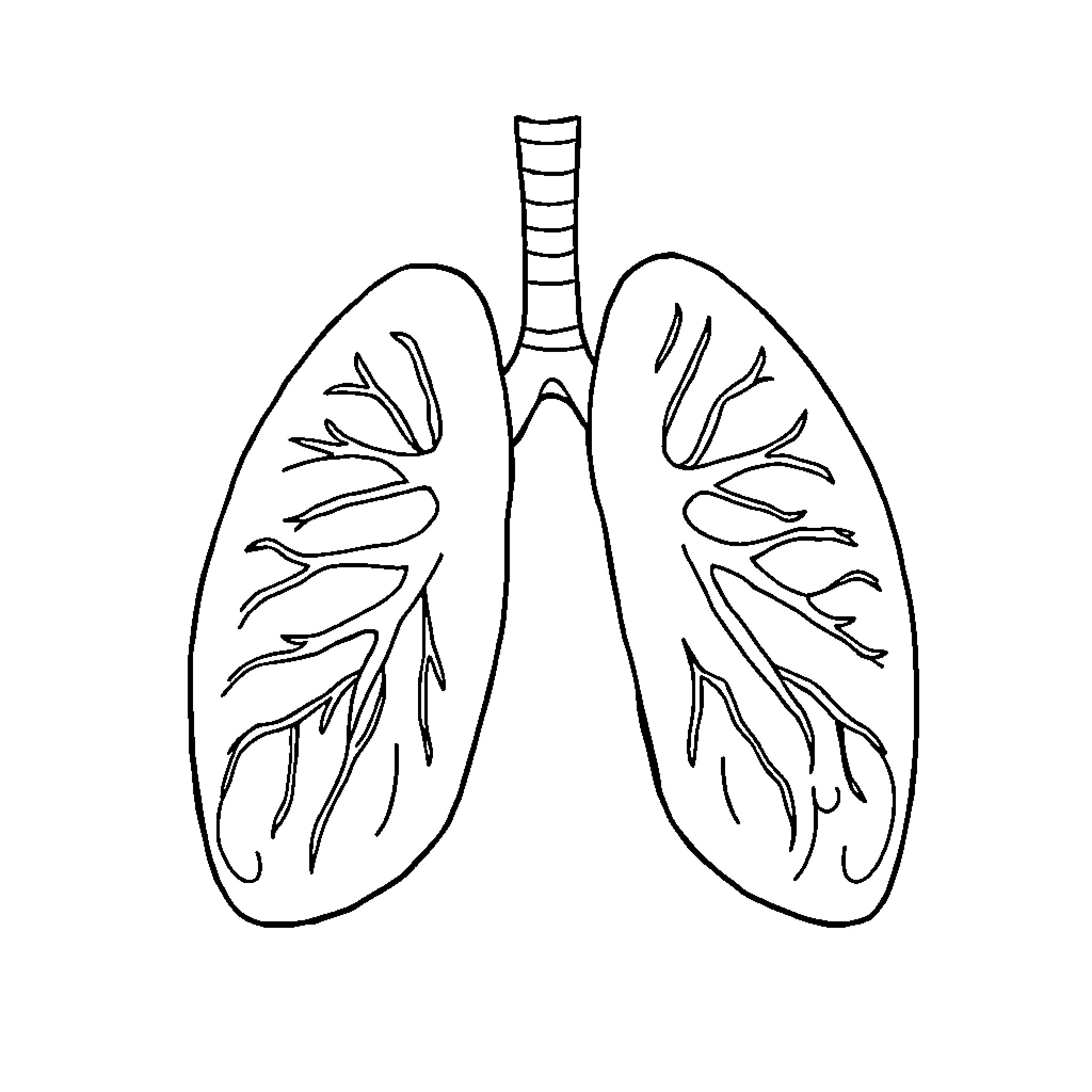 Tomography of Lungs Anatomy Coloring Page (free black-and-white line drawing printable PDF for all, from beginners to advanced learners, including children, teens, adults, and seniors)