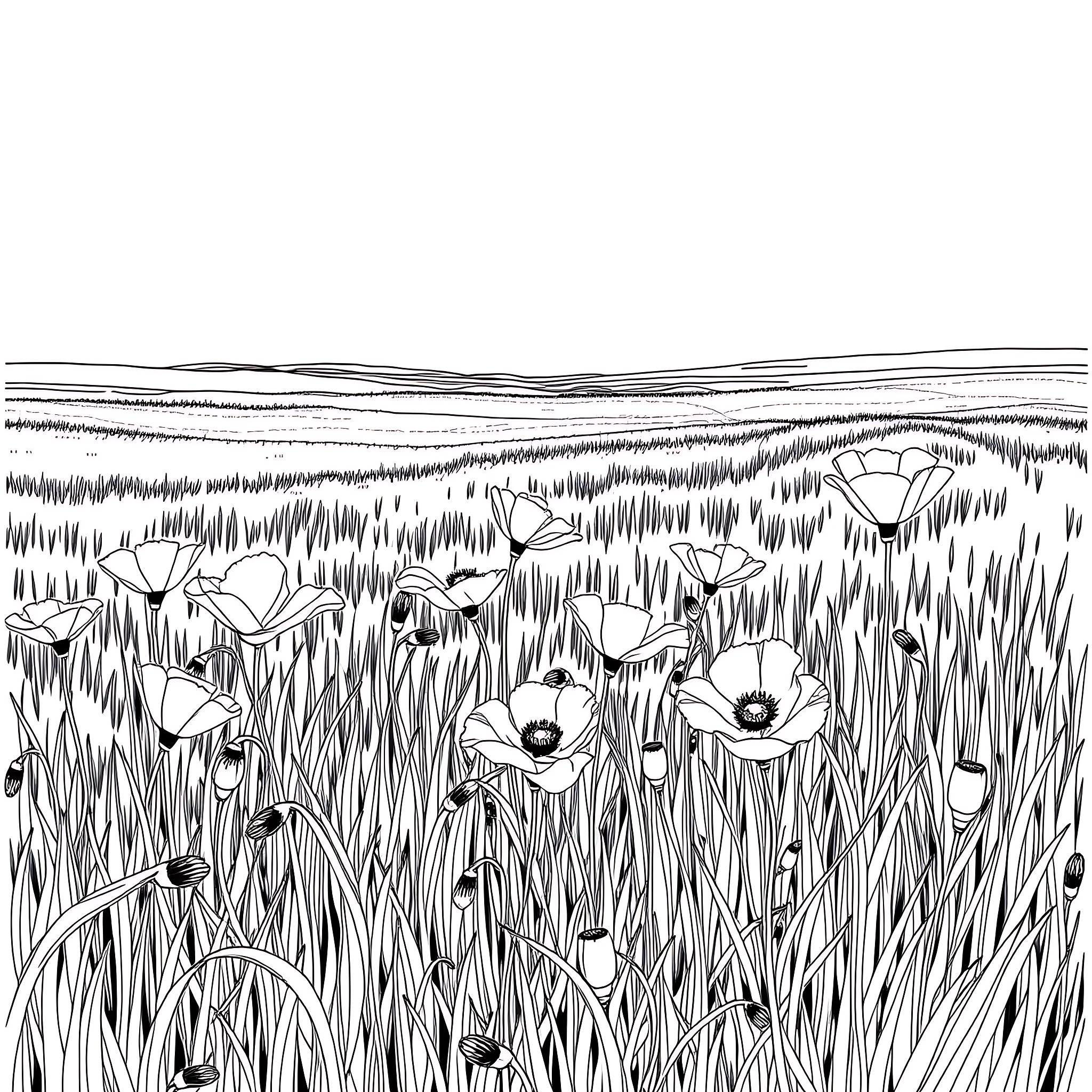 Poppy flowers blooming in a lush meadow Coloring Page (free black-and-white line drawing printable PDF for all, from beginners to advanced learners, including children, teens, adults, and seniors)