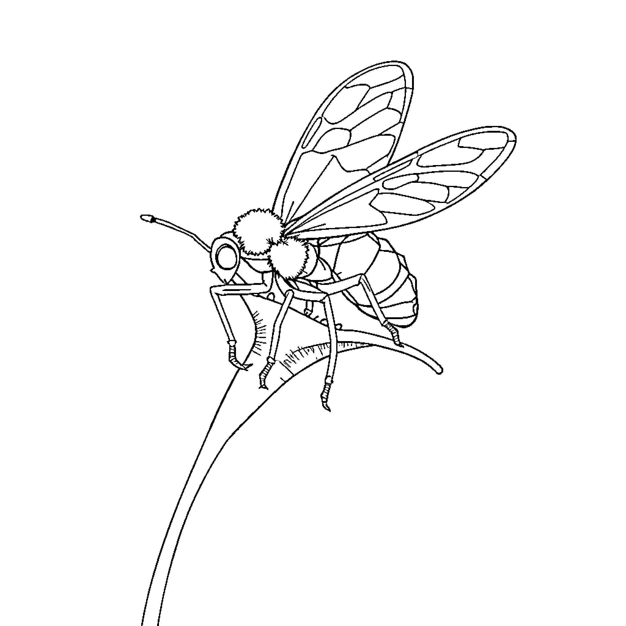 Spider-like Insect on Stem Coloring Page (free black-and-white line drawing printable PDF for all, from beginners to advanced learners, including children, teens, adults, and seniors)