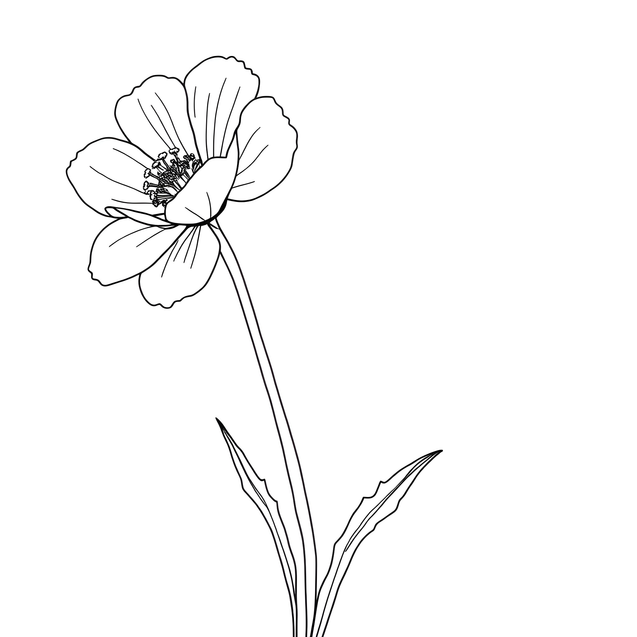 Buttercup flower in bloom Coloring Page (free black-and-white line drawing printable PDF for all, from beginners to advanced learners, including children, teens, adults, and seniors)