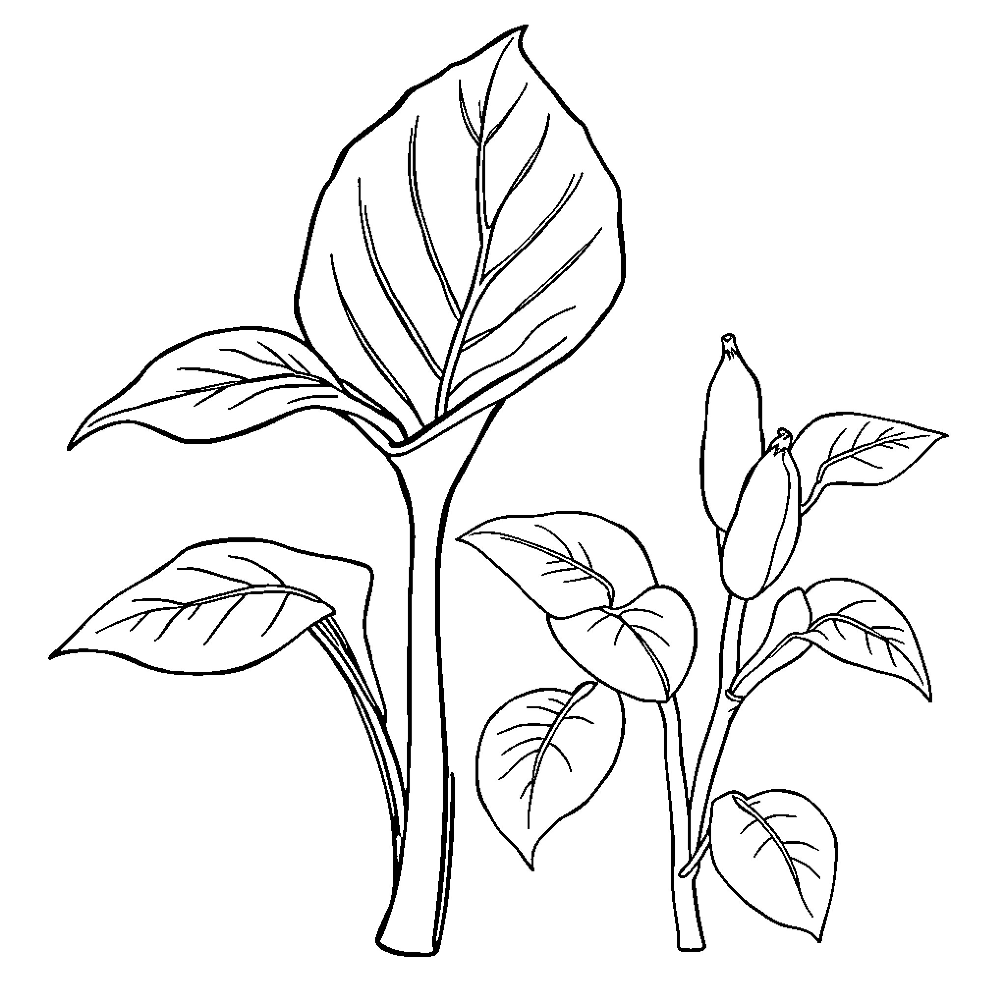 Elephant foliage with plant growth Coloring Page (free black-and-white line drawing printable PDF for all, from beginners to advanced learners, including children, teens, adults, and seniors)