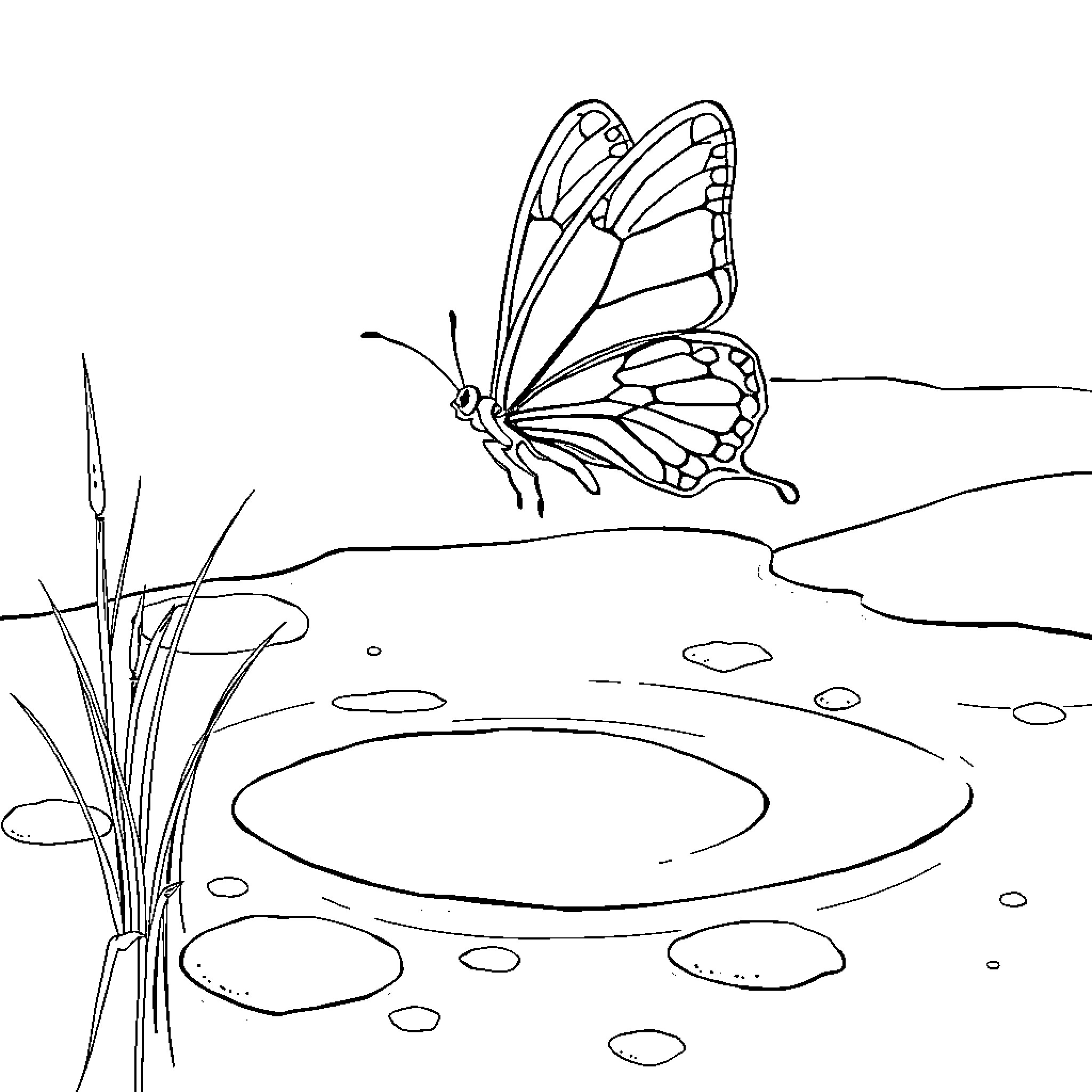 Butterfly resting on the edge of a pond Coloring Page (free black-and-white line drawing printable PDF for all, from beginners to advanced learners, including children, teens, adults, and seniors)