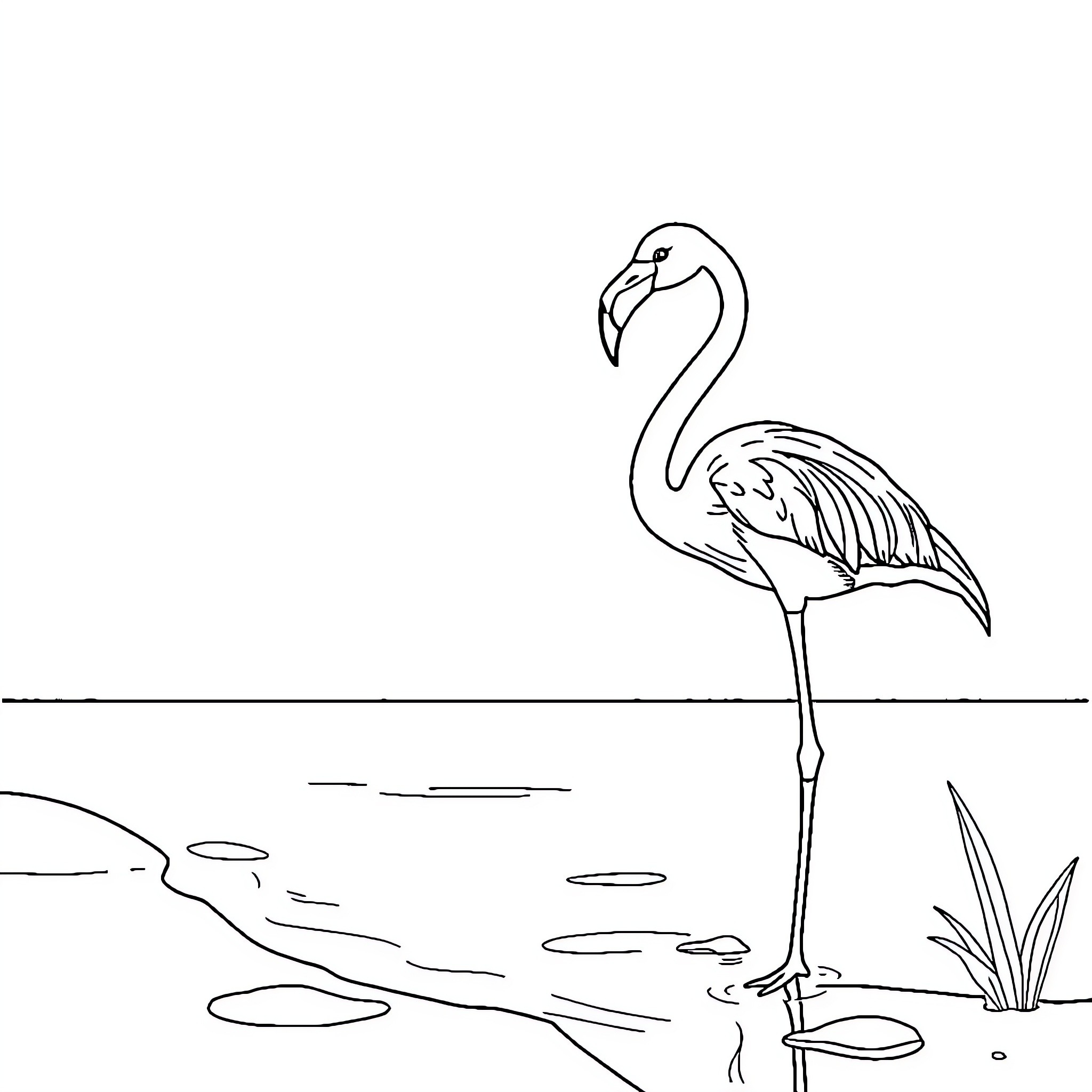 Flamingo standing elegantly near water Coloring Page (free black-and-white line drawing printable PDF for all, from beginners to advanced learners, including children, teens, adults, and seniors)