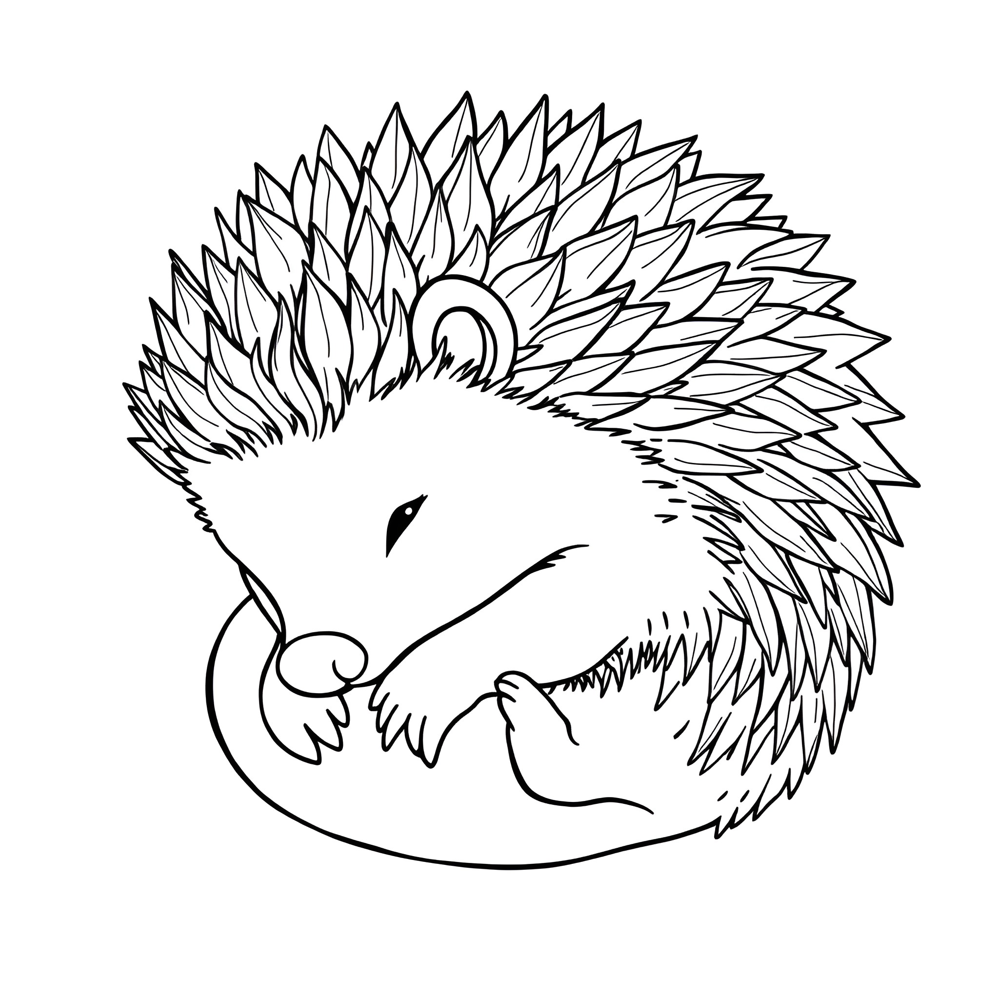 Hedgehog curled up in a ball Coloring Page (free black-and-white line drawing printable PDF for all, from beginners to advanced learners, including children, teens, adults, and seniors)