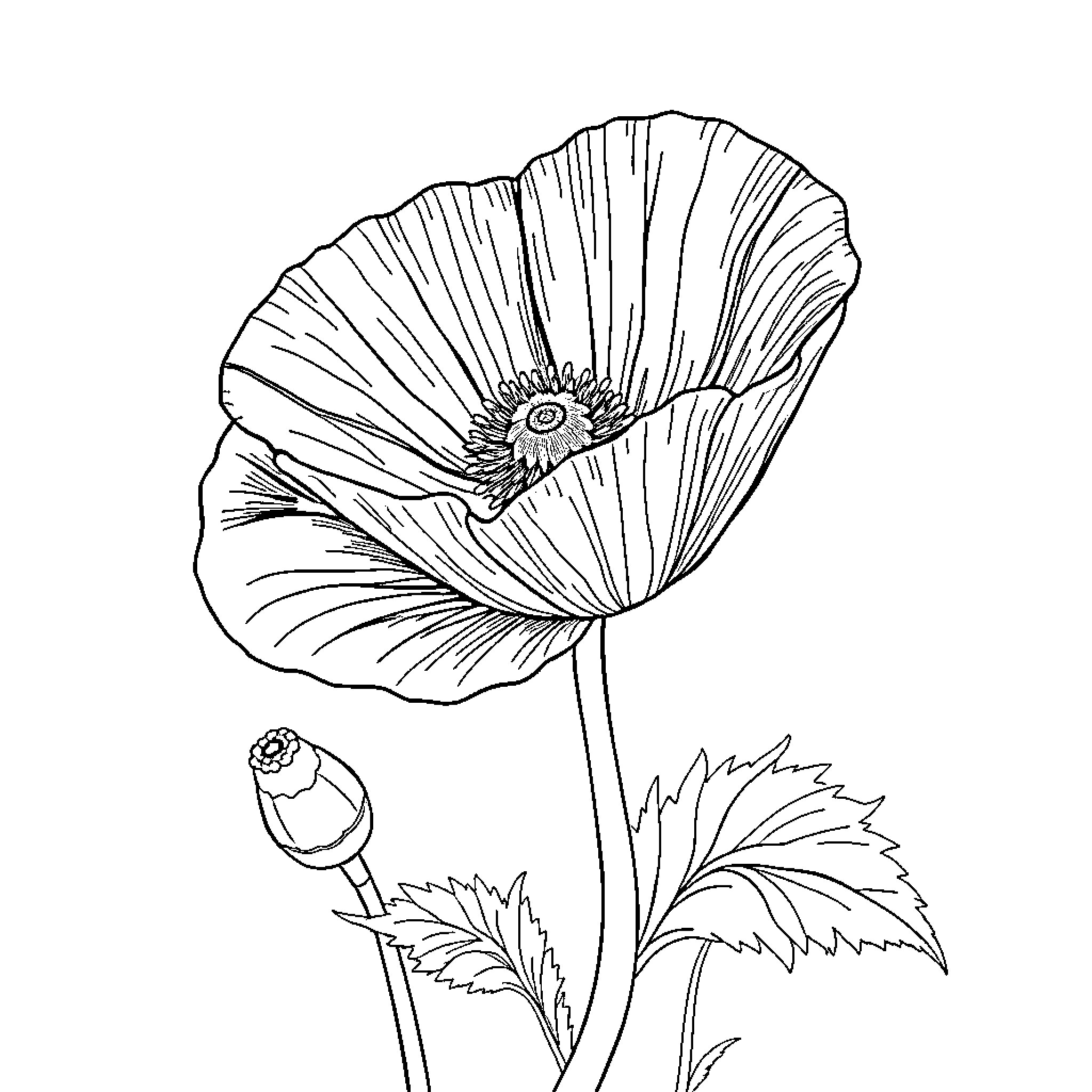Poppy flower with intricate petal details Coloring Page (free black-and-white line drawing printable PDF for all, from beginners to advanced learners, including children, teens, adults, and seniors)