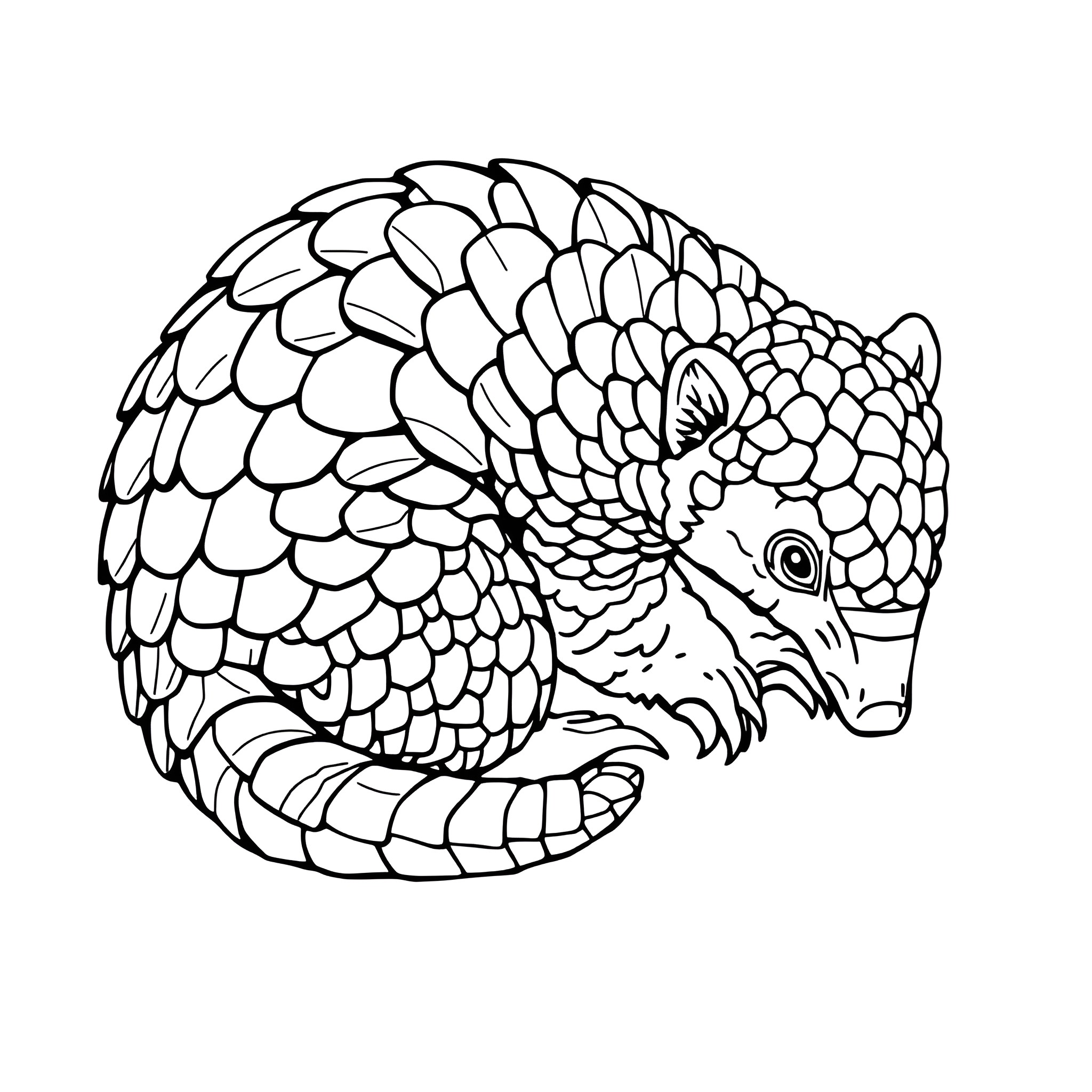 Pangolin curled up on the ground Coloring Page (free black-and-white line drawing printable PDF for all, from beginners to advanced learners, including children, teens, adults, and seniors)
