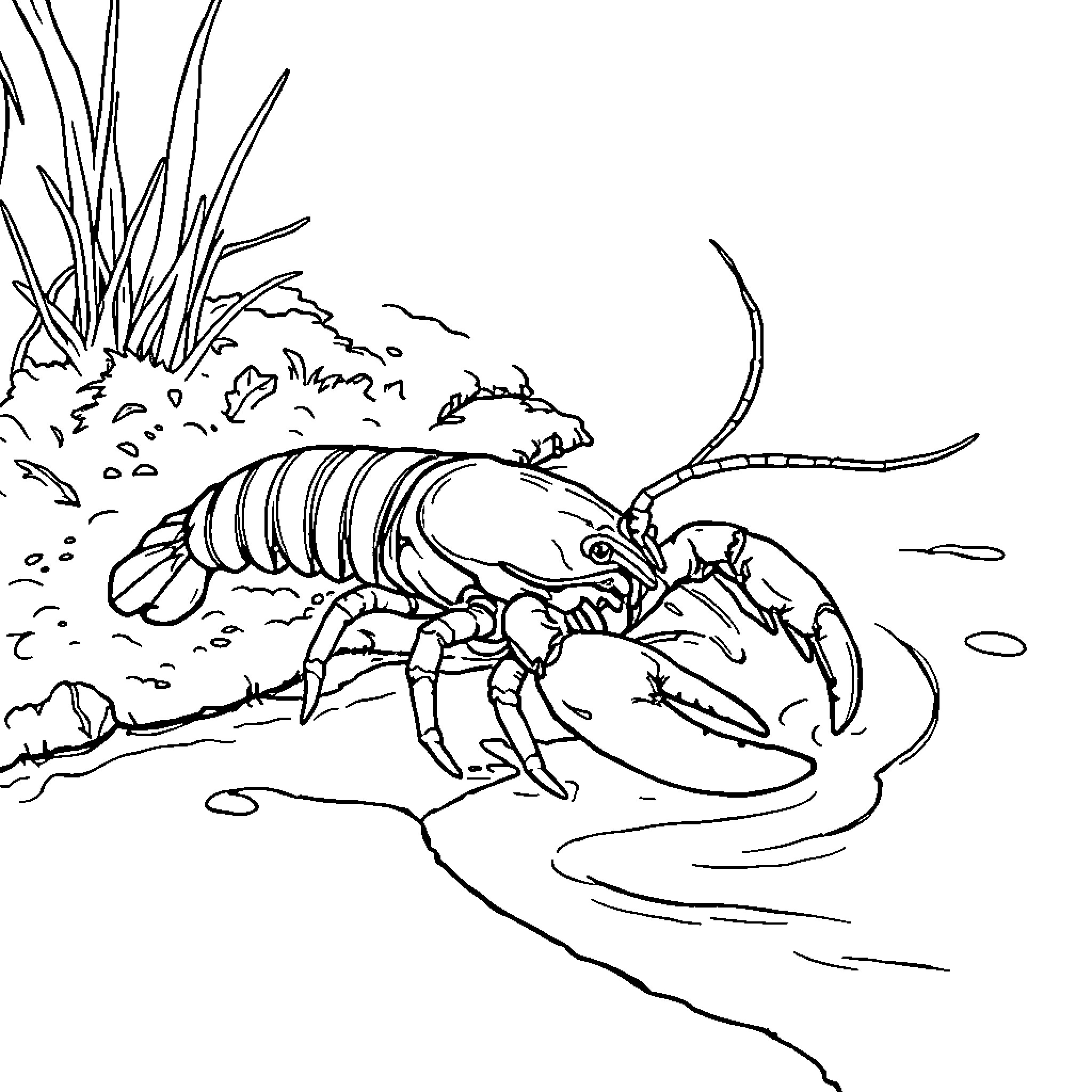 Mud Lobster exploring its underwater habitat Coloring Page (free black-and-white line drawing printable PDF for all, from beginners to advanced learners, including children, teens, adults, and seniors)