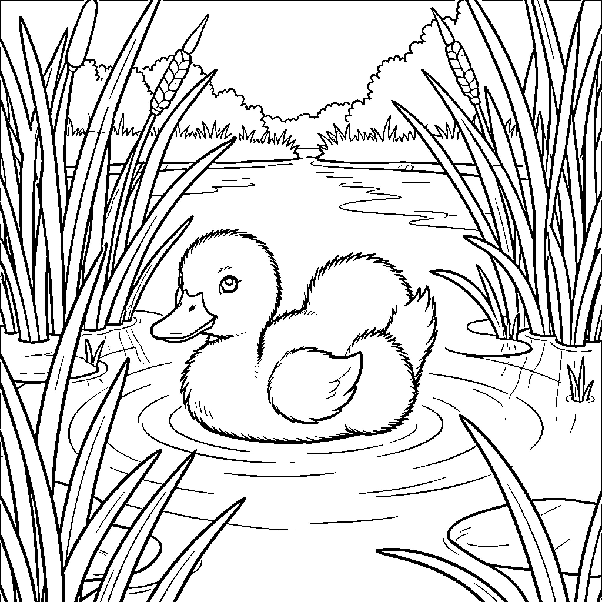 Ducklings playing in the pond Coloring Page (free black-and-white line drawing printable PDF for all, from beginners to advanced learners, including children, teens, adults, and seniors)