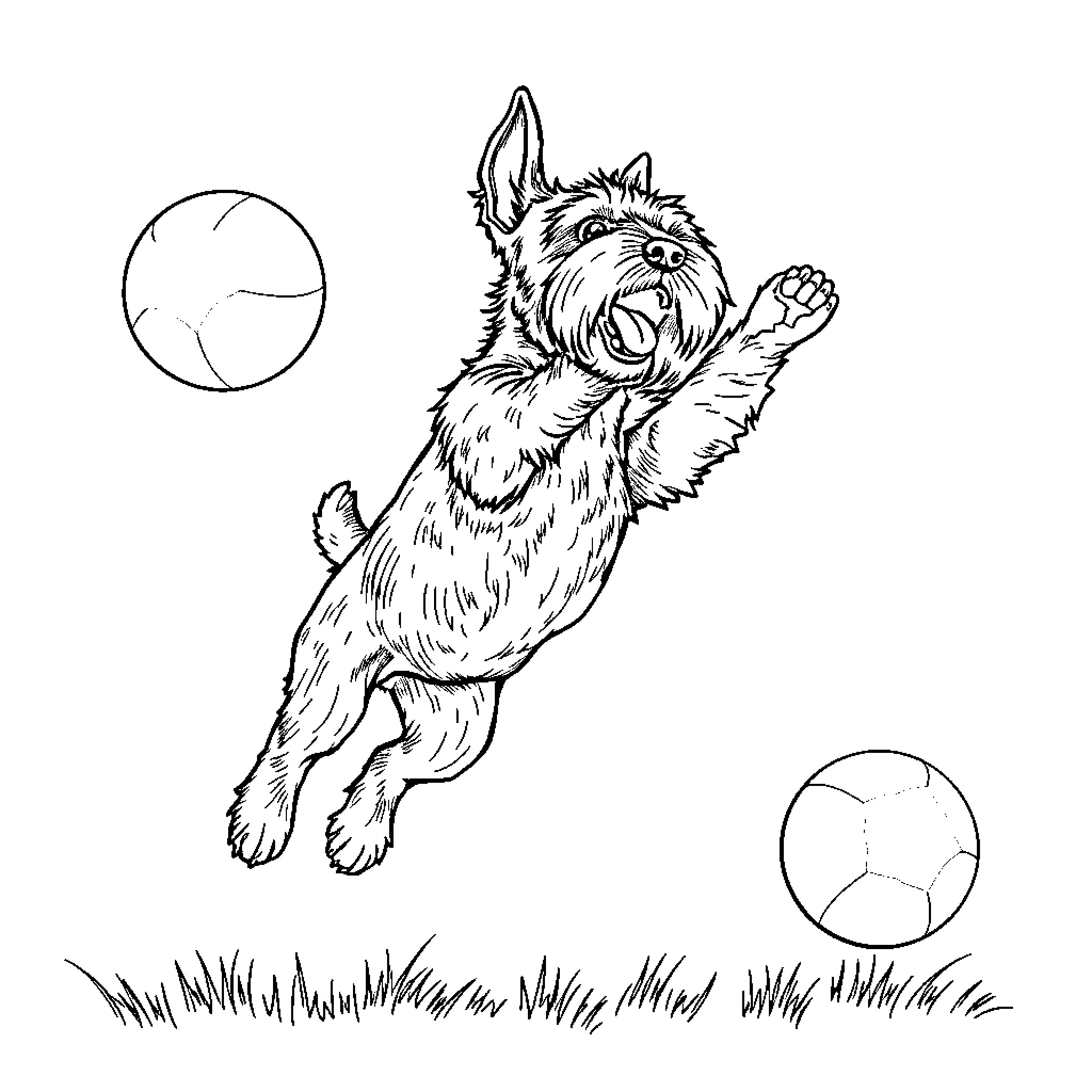 Schnauzer leaping joyfully in the air Coloring Page (free black-and-white line drawing printable PDF for all, from beginners to advanced learners, including children, teens, adults, and seniors)